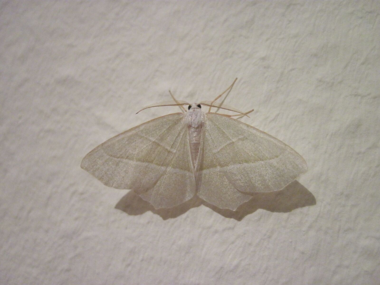 Canon PowerShot D10 sample photo. Motte, white, wing photography