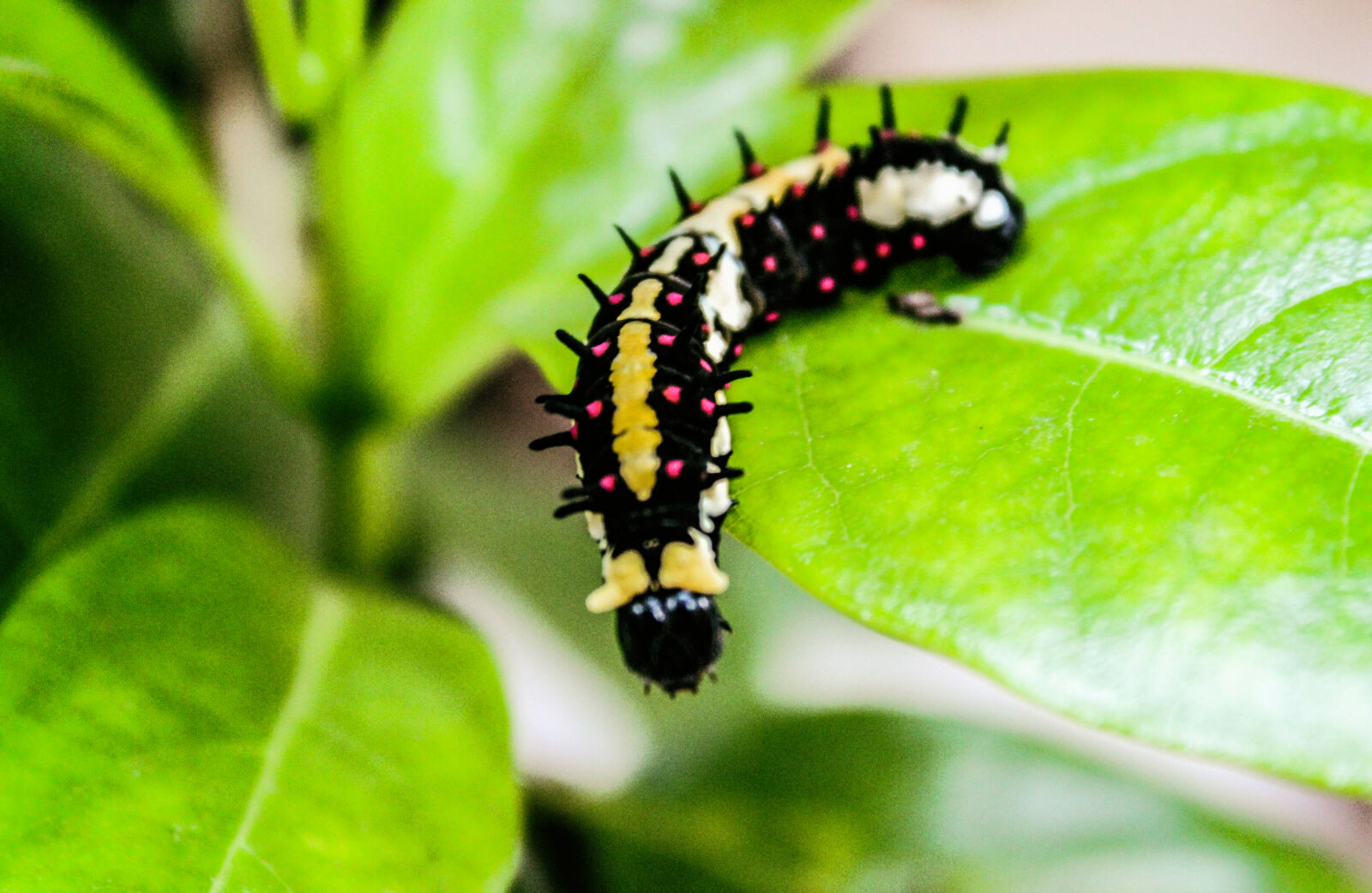 Canon EOS 1300D (EOS Rebel T6 / EOS Kiss X80) sample photo. Biology, butterfly, caterpillar, close photography