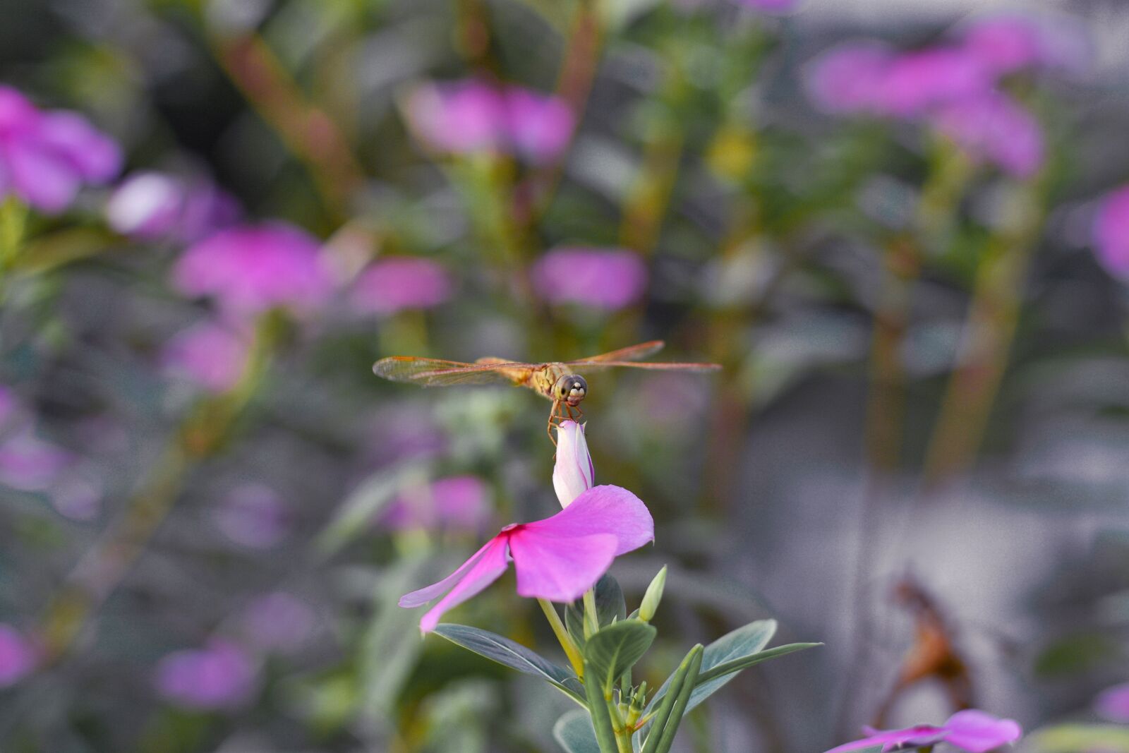 Nikon D7100 sample photo. Dragonfly, purple, macro photography