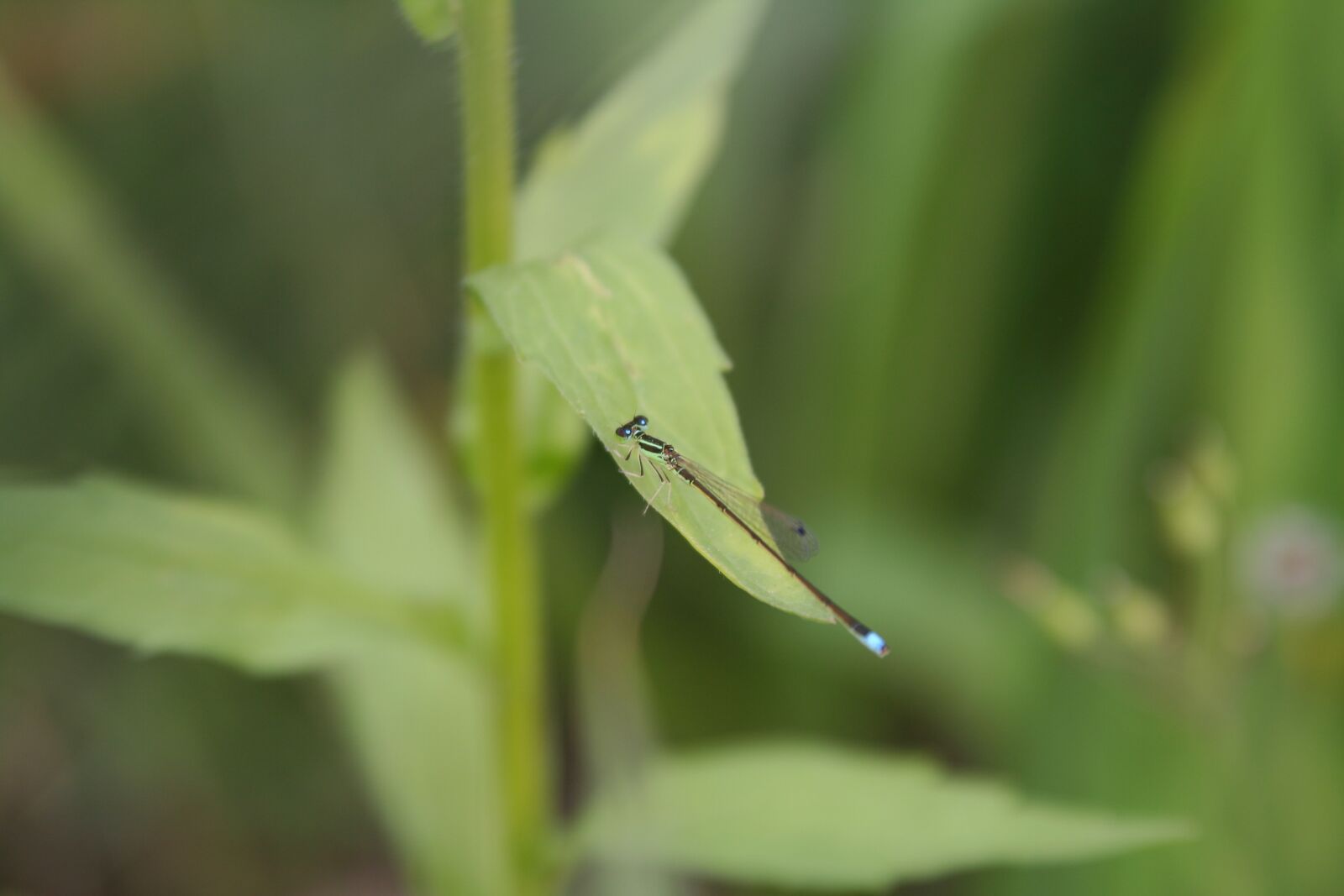 Canon EOS 350D (EOS Digital Rebel XT / EOS Kiss Digital N) sample photo. Odonata, coenagrionidae, running needless photography