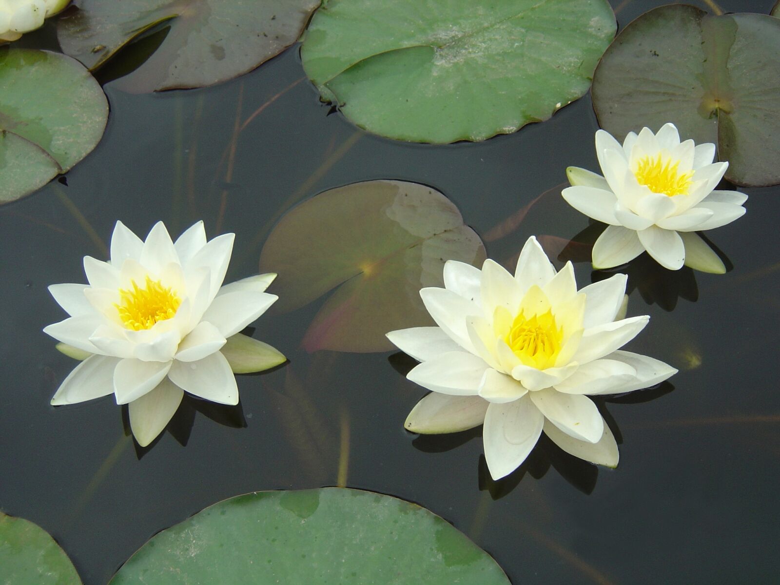 Sony DSC-P10 sample photo. Water lilies, natural, plant photography