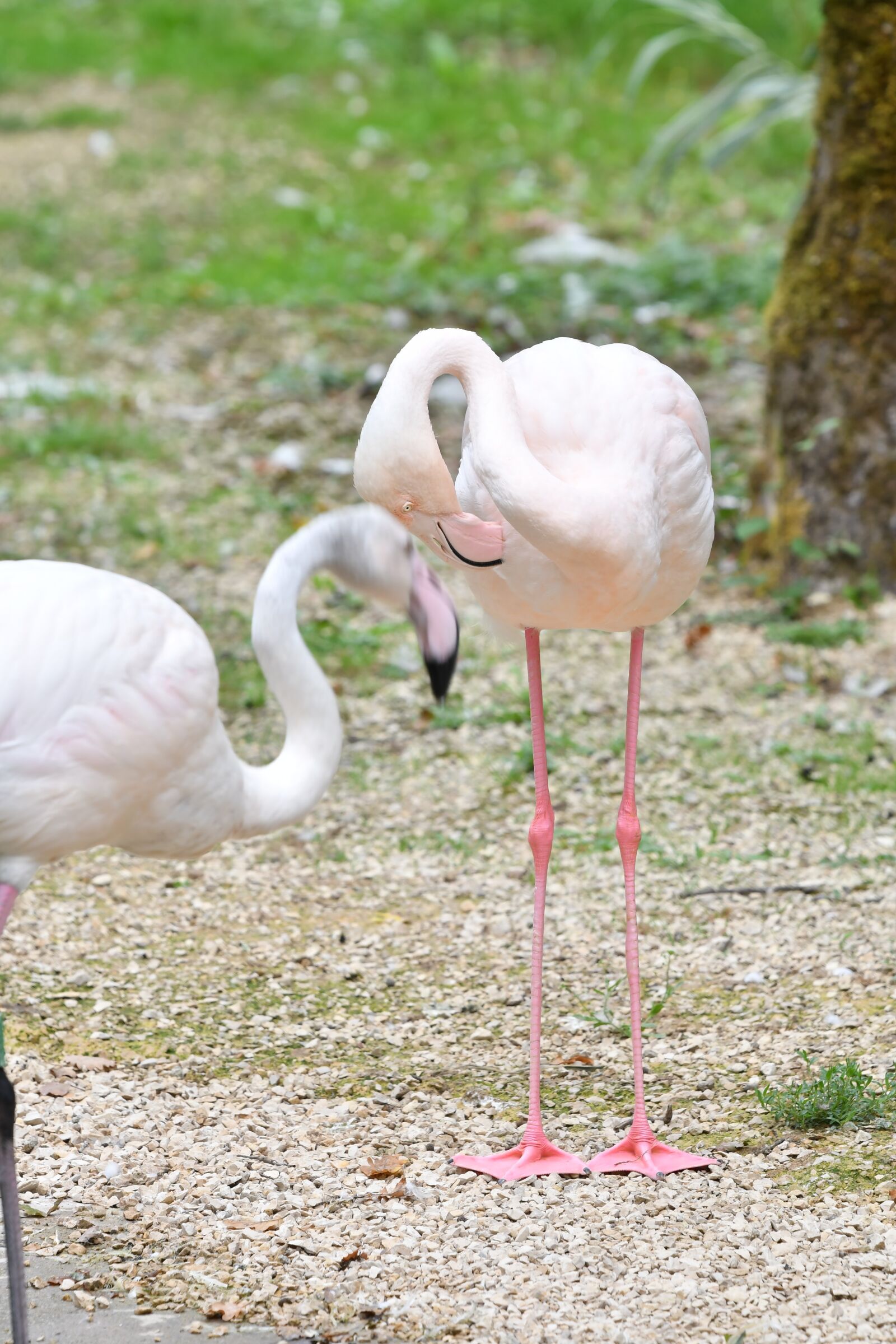 Nikon D500 sample photo. Flamingos, birds, safari photography