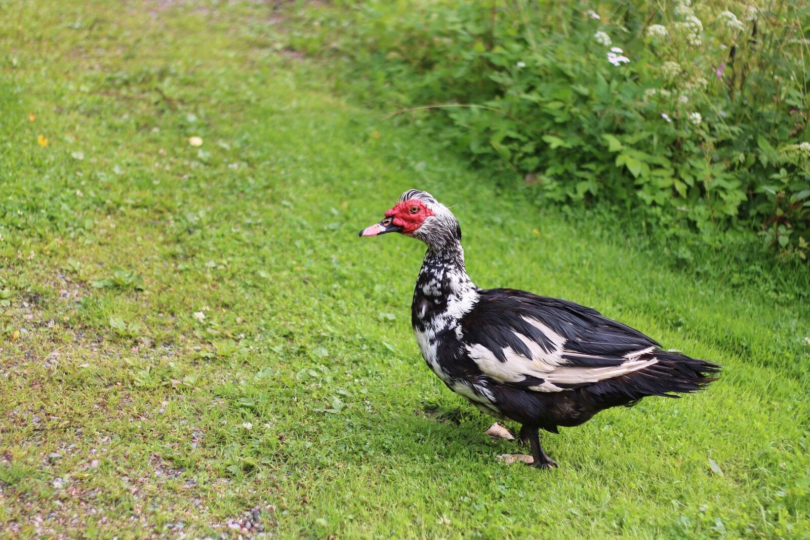 Canon EOS 70D + Canon EF 50mm F1.8 II sample photo. Duck, mulard, waterfowl photography