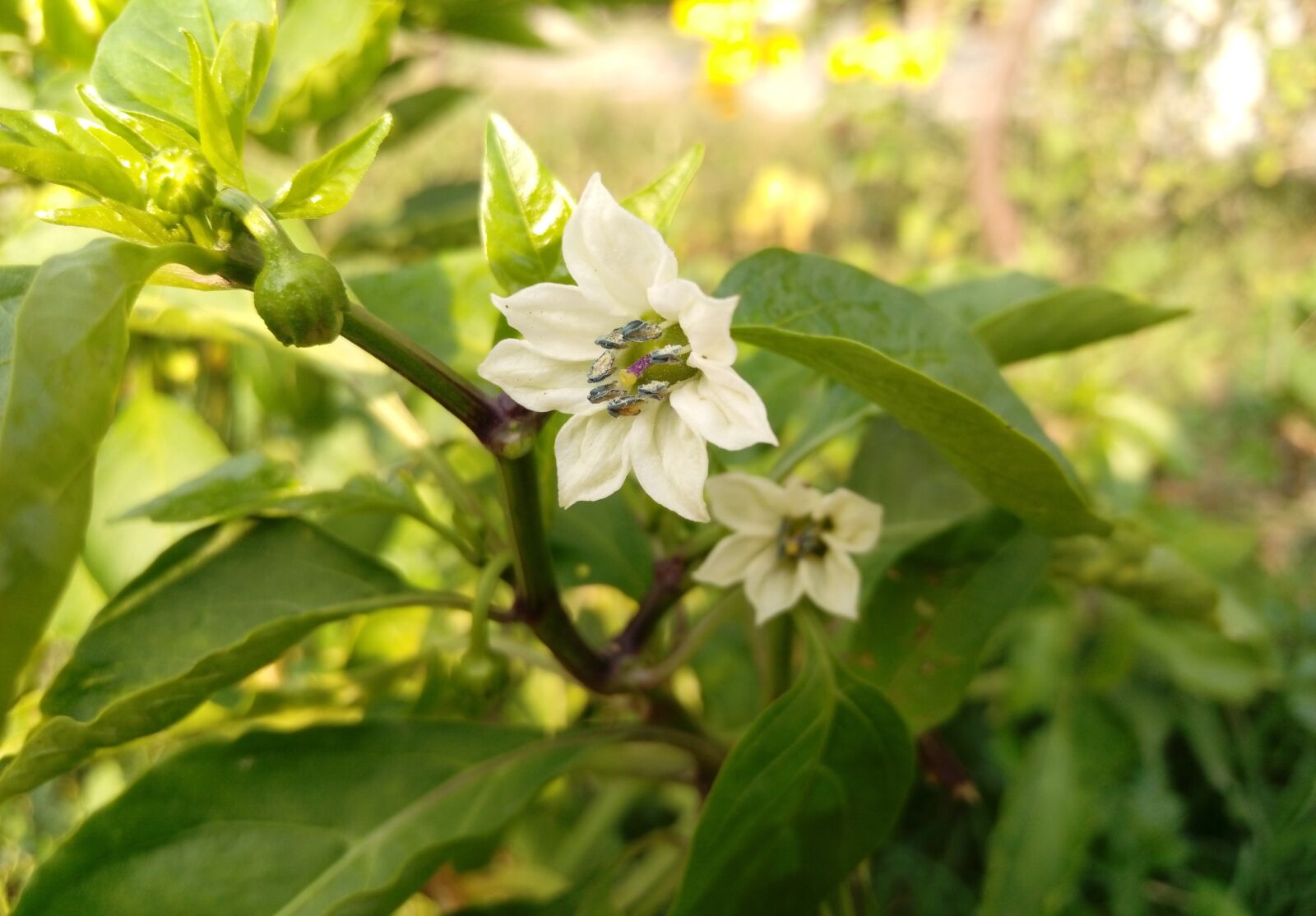 HTC DESIRE 10 PRO sample photo. Gree, garden, summer photography
