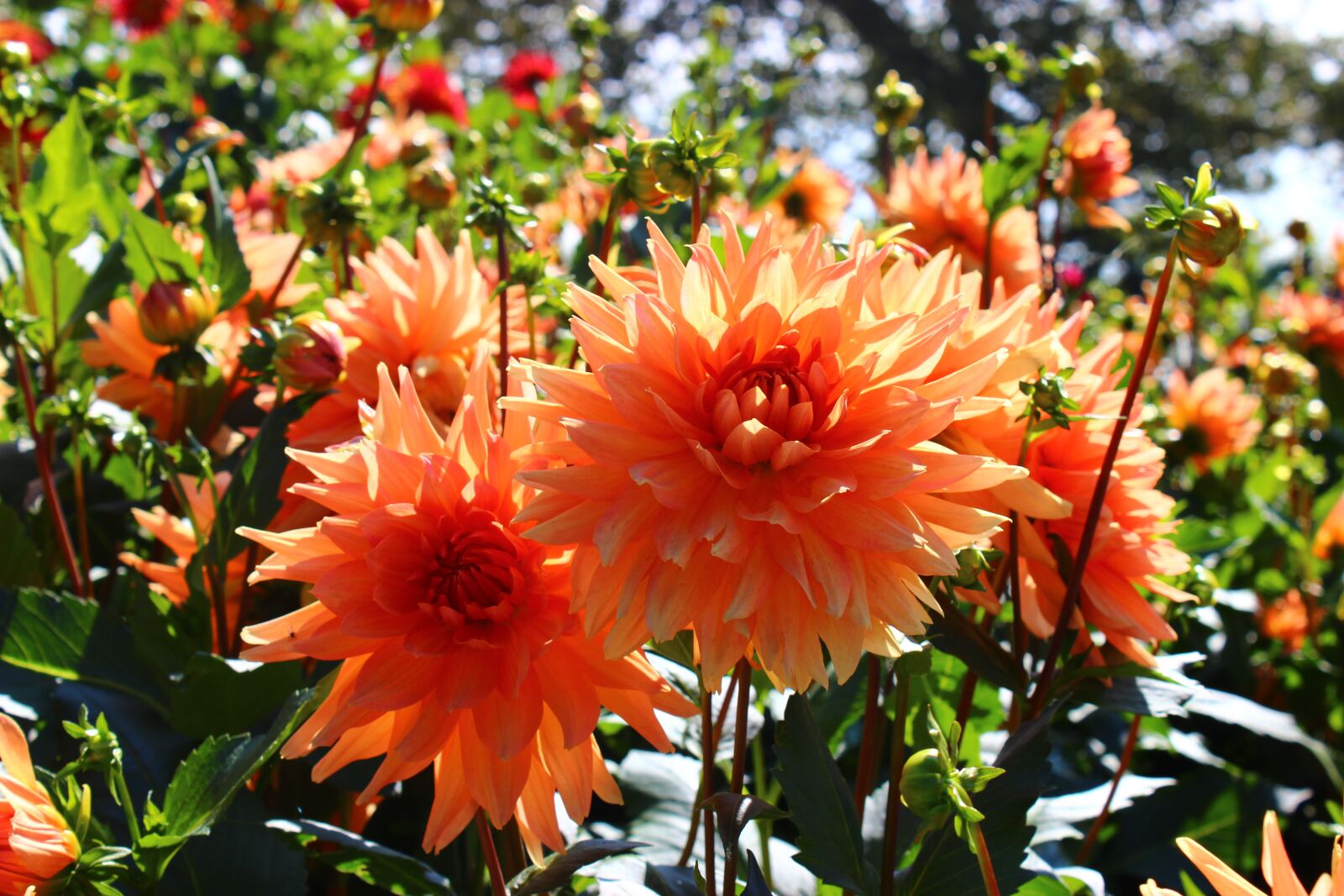 Canon EOS 600D (Rebel EOS T3i / EOS Kiss X5) sample photo. Dahlia, orange, blossom photography