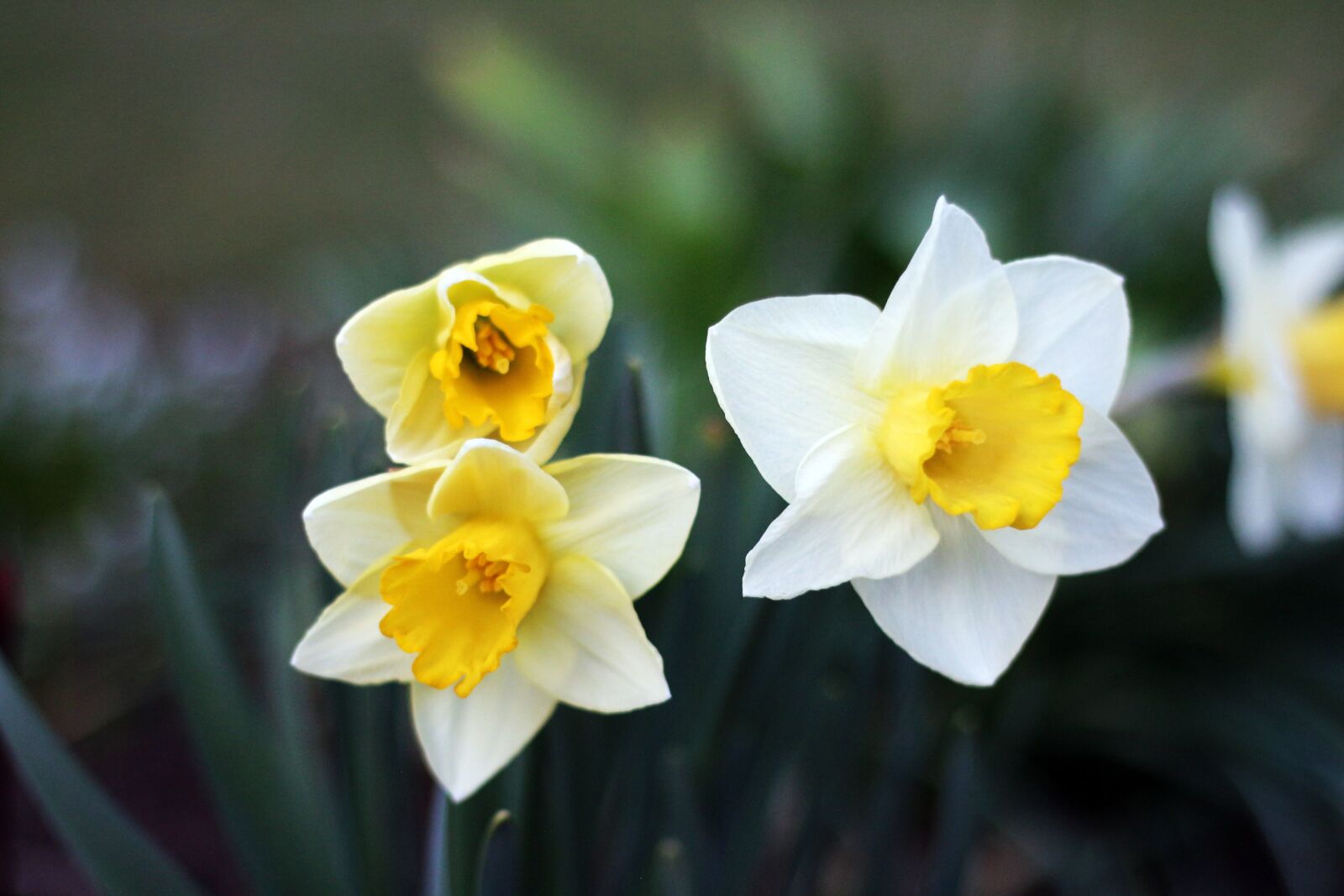 Canon EOS 650D (EOS Rebel T4i / EOS Kiss X6i) + Canon EF 50mm F1.8 STM sample photo. Flower, flowers, spring photography