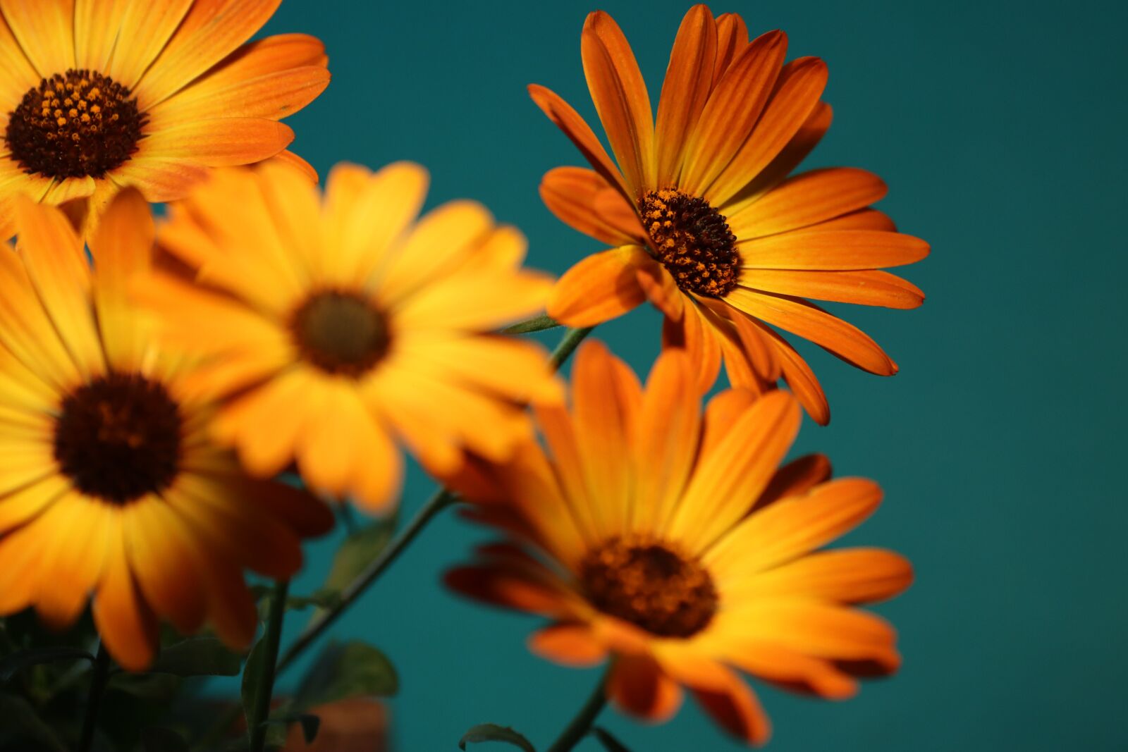 Canon EOS 90D sample photo. Flower, blossom, bloom photography
