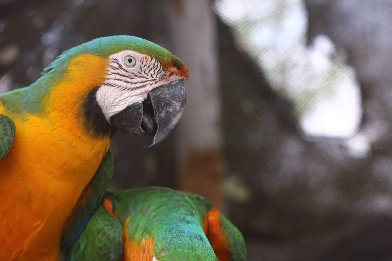 Canon EOS 70D + Canon EF 50mm F1.8 II sample photo. Parrot, animals, loro photography