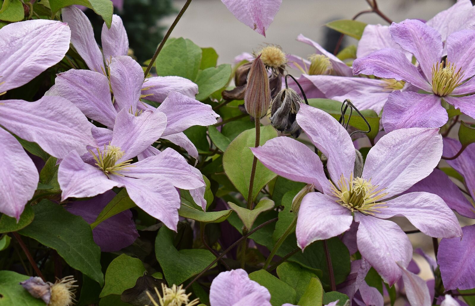 Nikon D3300 sample photo. Clematis, flower, blossom photography