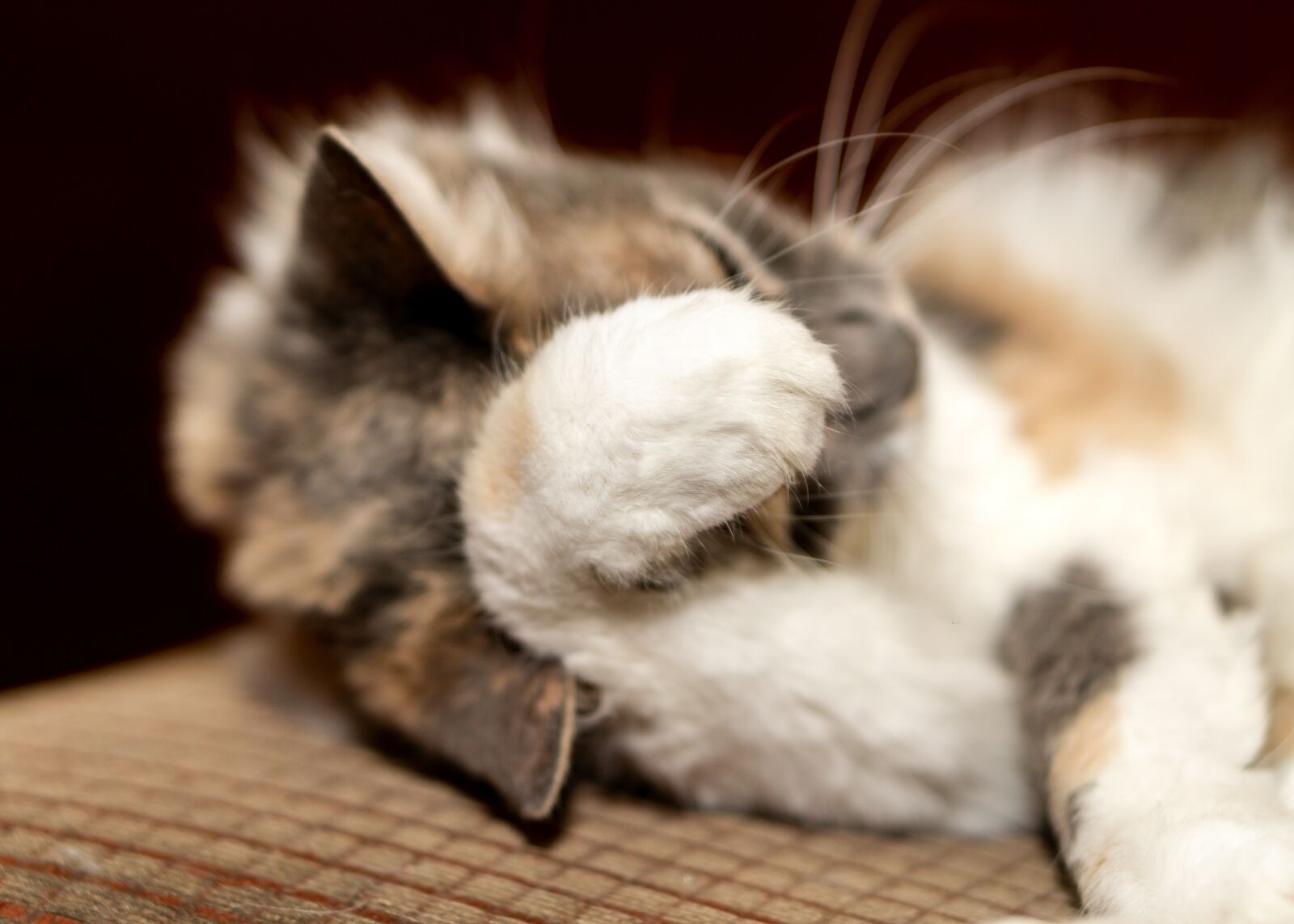 E 50mm F1.8 OSS sample photo. Cat, animal, cute photography