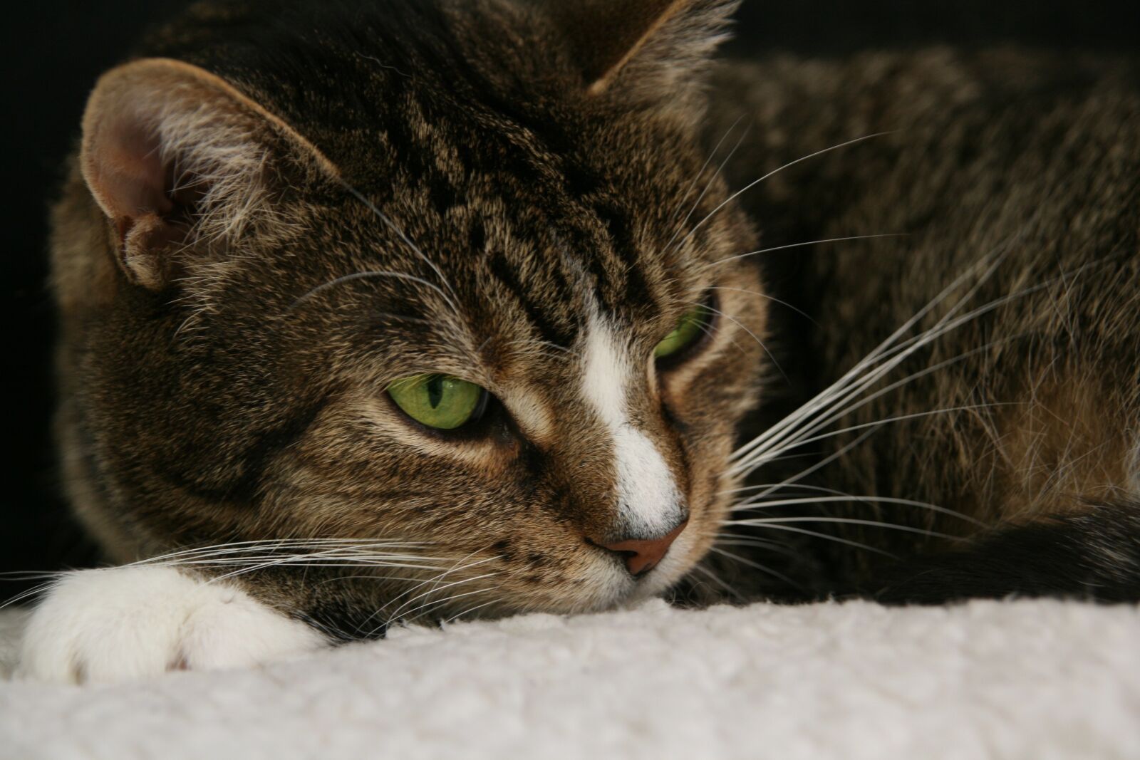 Canon EOS 400D (EOS Digital Rebel XTi / EOS Kiss Digital X) sample photo. Cat, pet, domestic cat photography