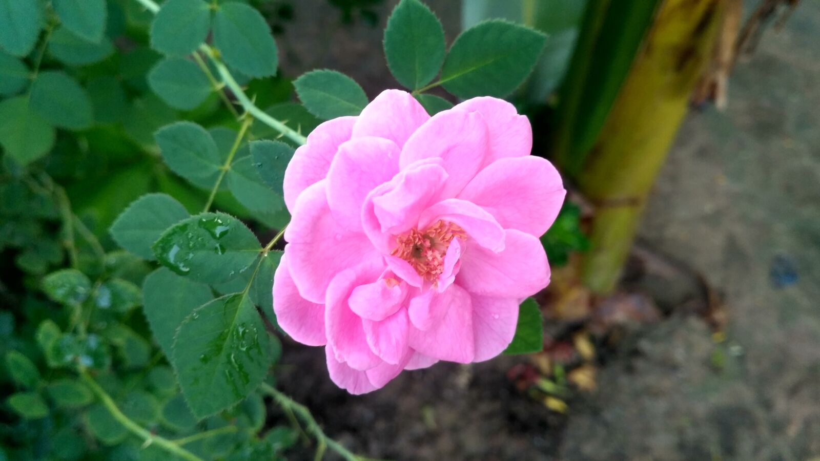 Xiaomi Redmi 3S sample photo. Rose, india rose, rose photography