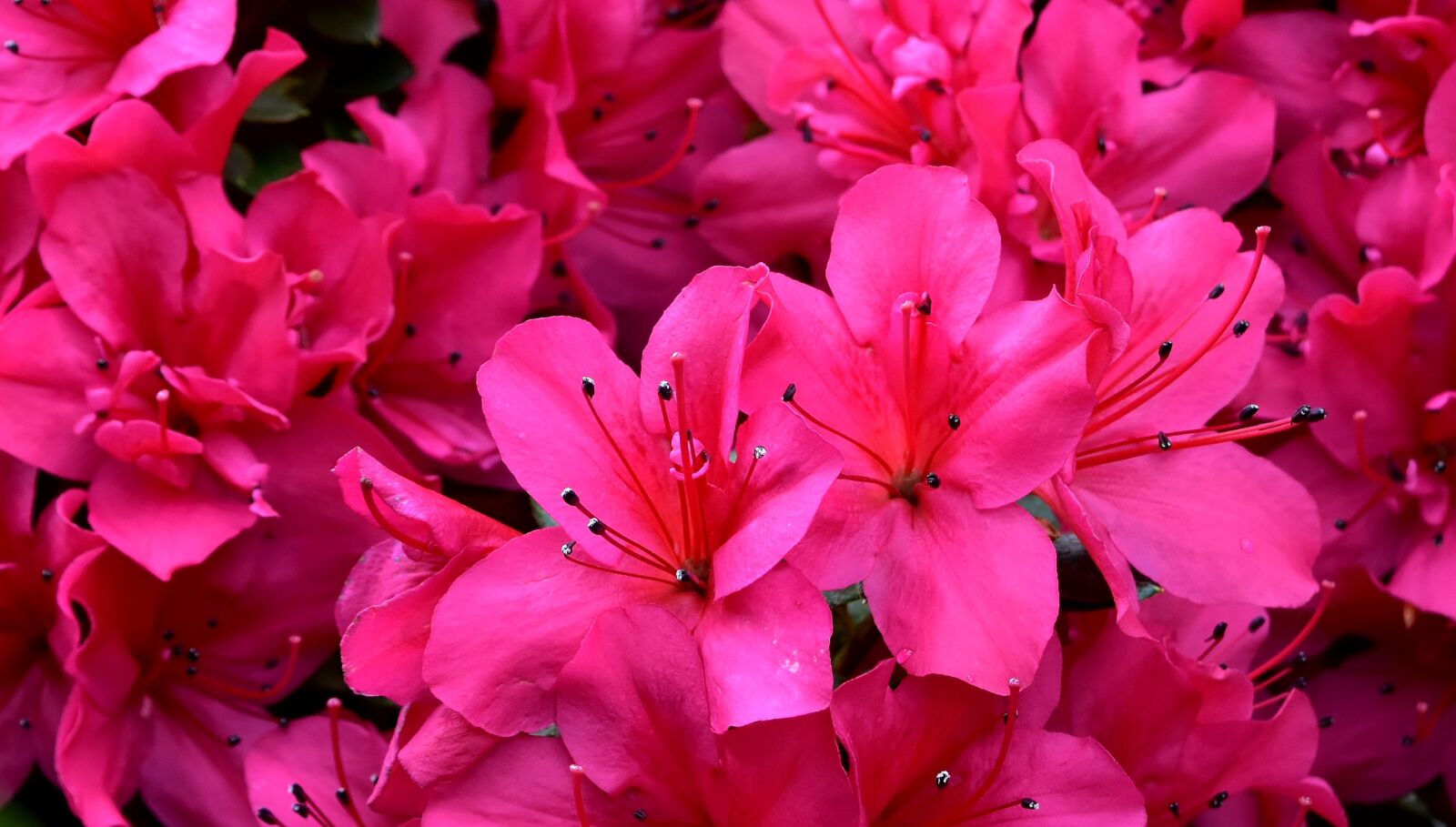 Nikon D7200 sample photo. Flowers, pink, spring photography