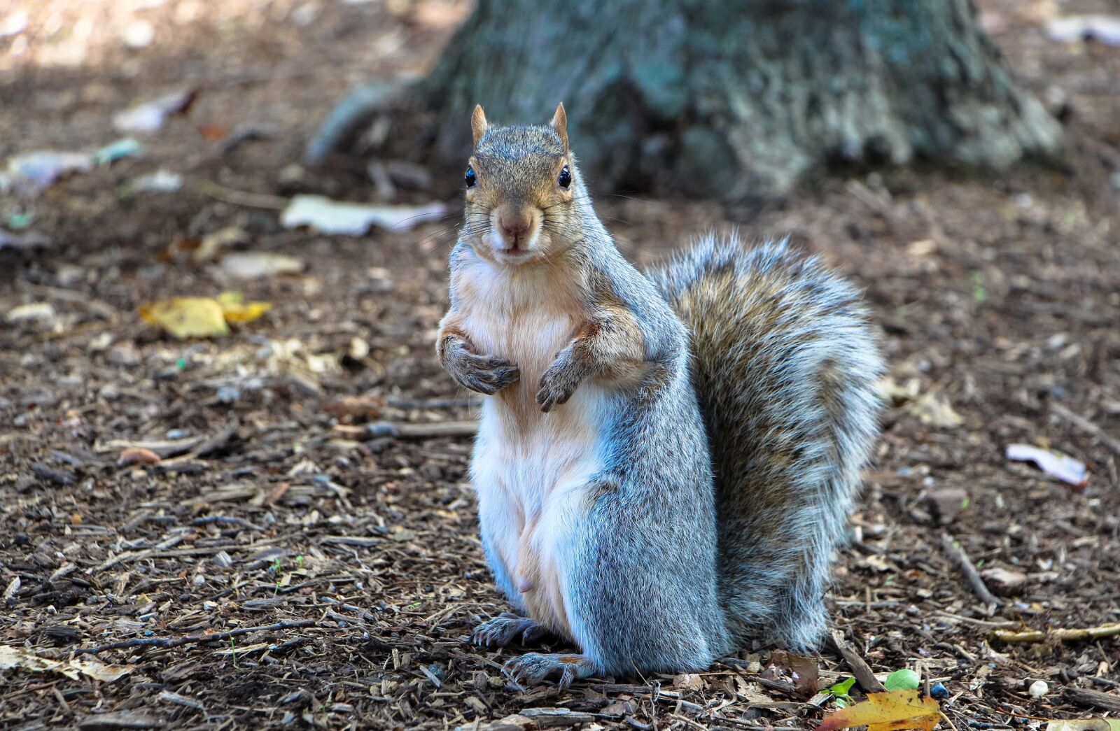 Canon EOS 700D (EOS Rebel T5i / EOS Kiss X7i) sample photo. Squirrel, common squirrel, eating photography