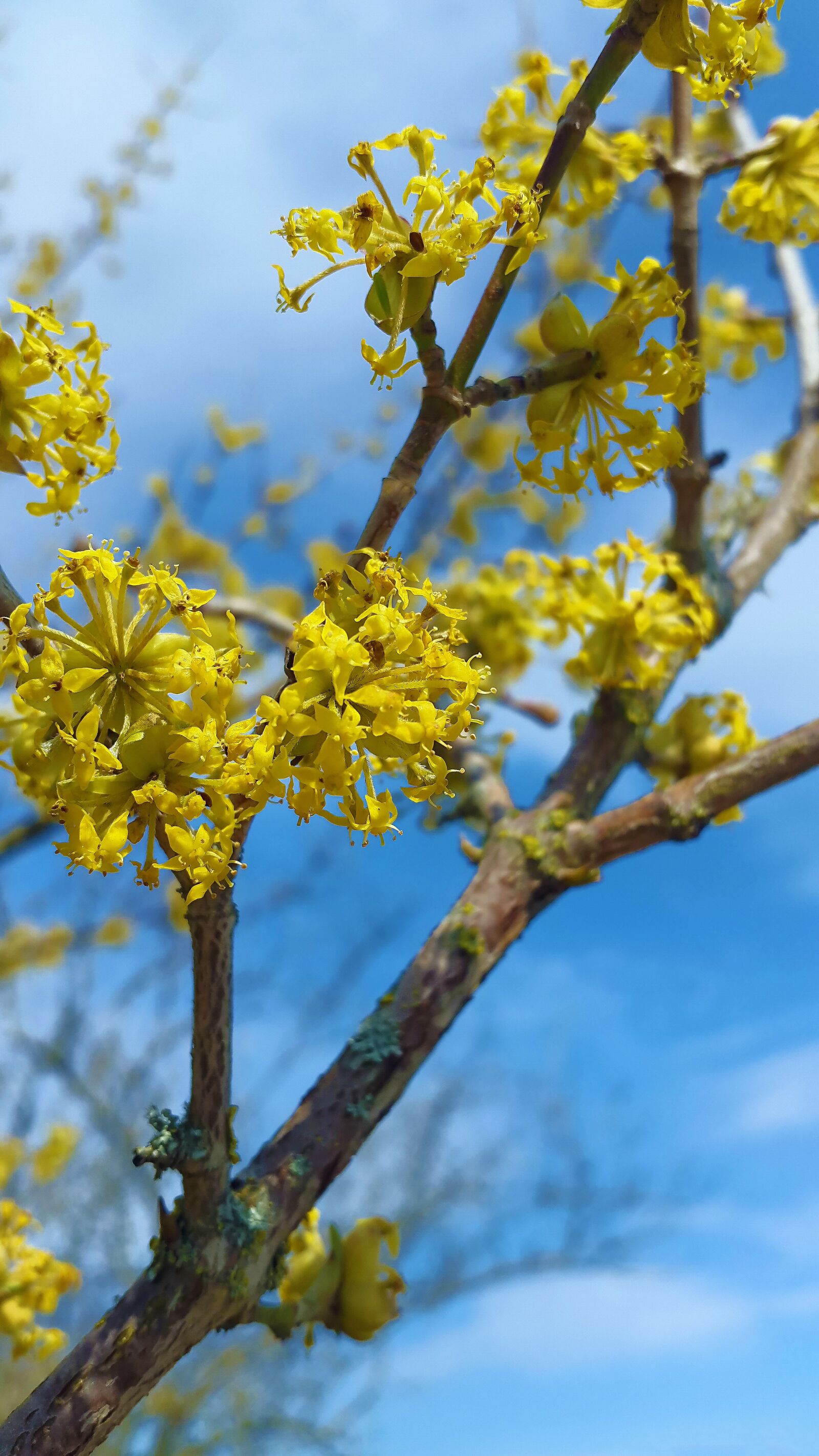 Samsung Galaxy Alpha sample photo. Blossom, bloom, bud photography