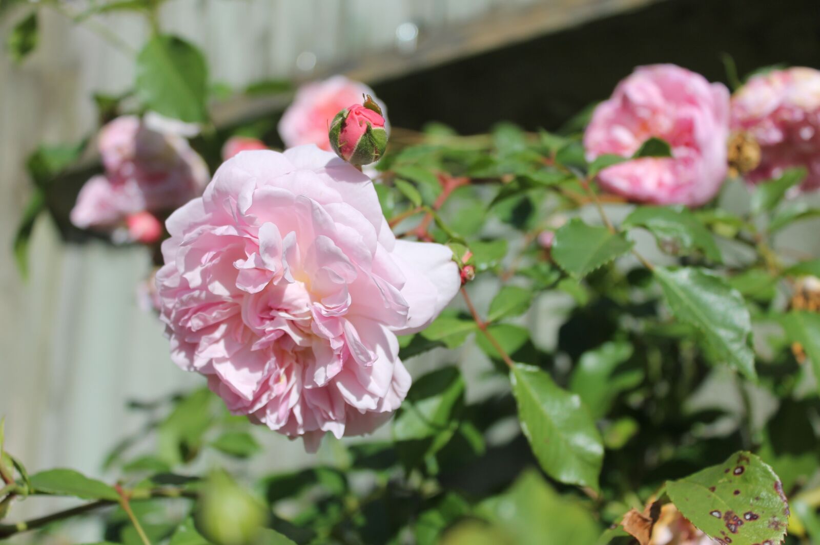 Canon EOS 1100D (EOS Rebel T3 / EOS Kiss X50) sample photo. Pink roses, rose bush photography