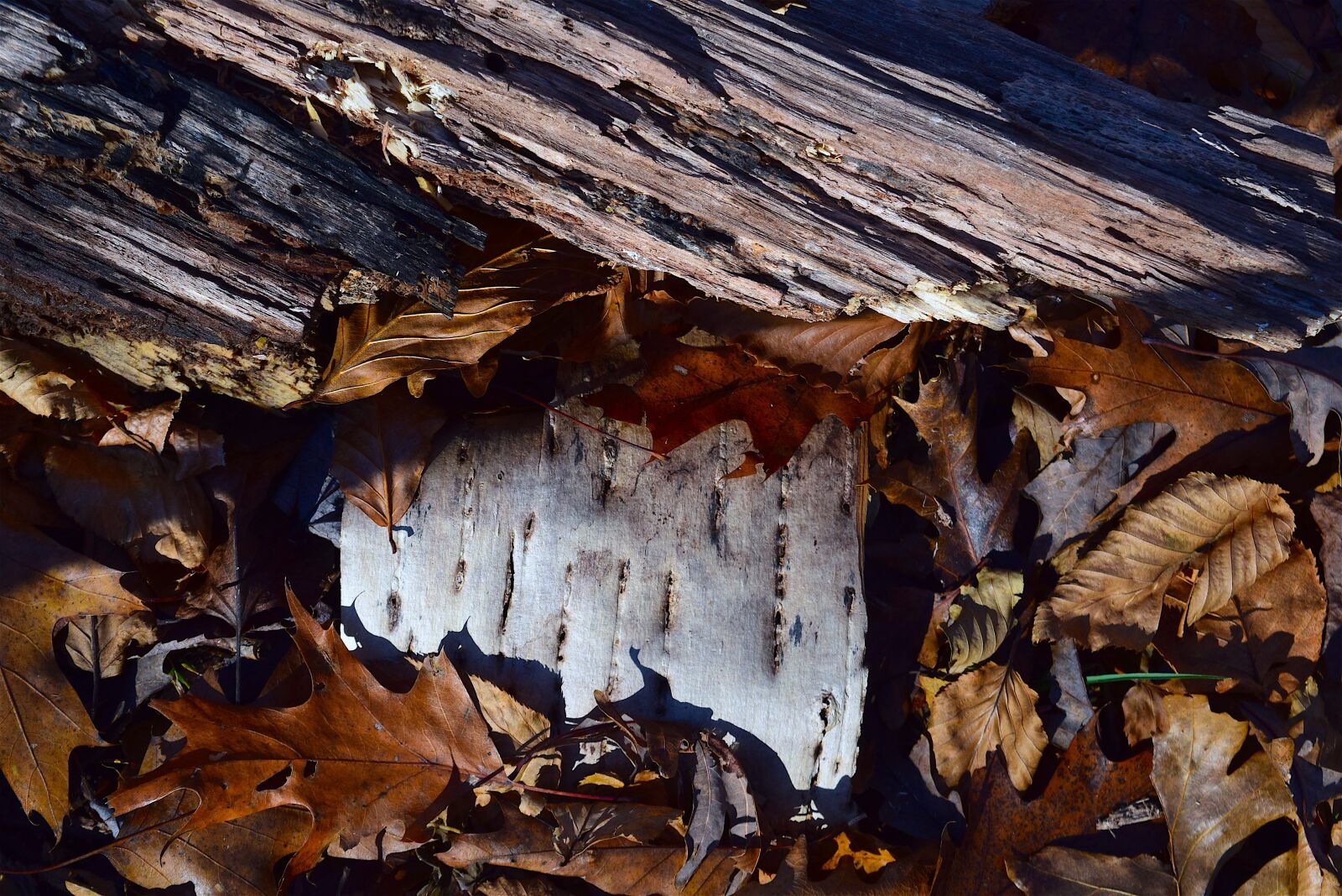 Nikon D3300 sample photo. Leaves, bark, autumn photography