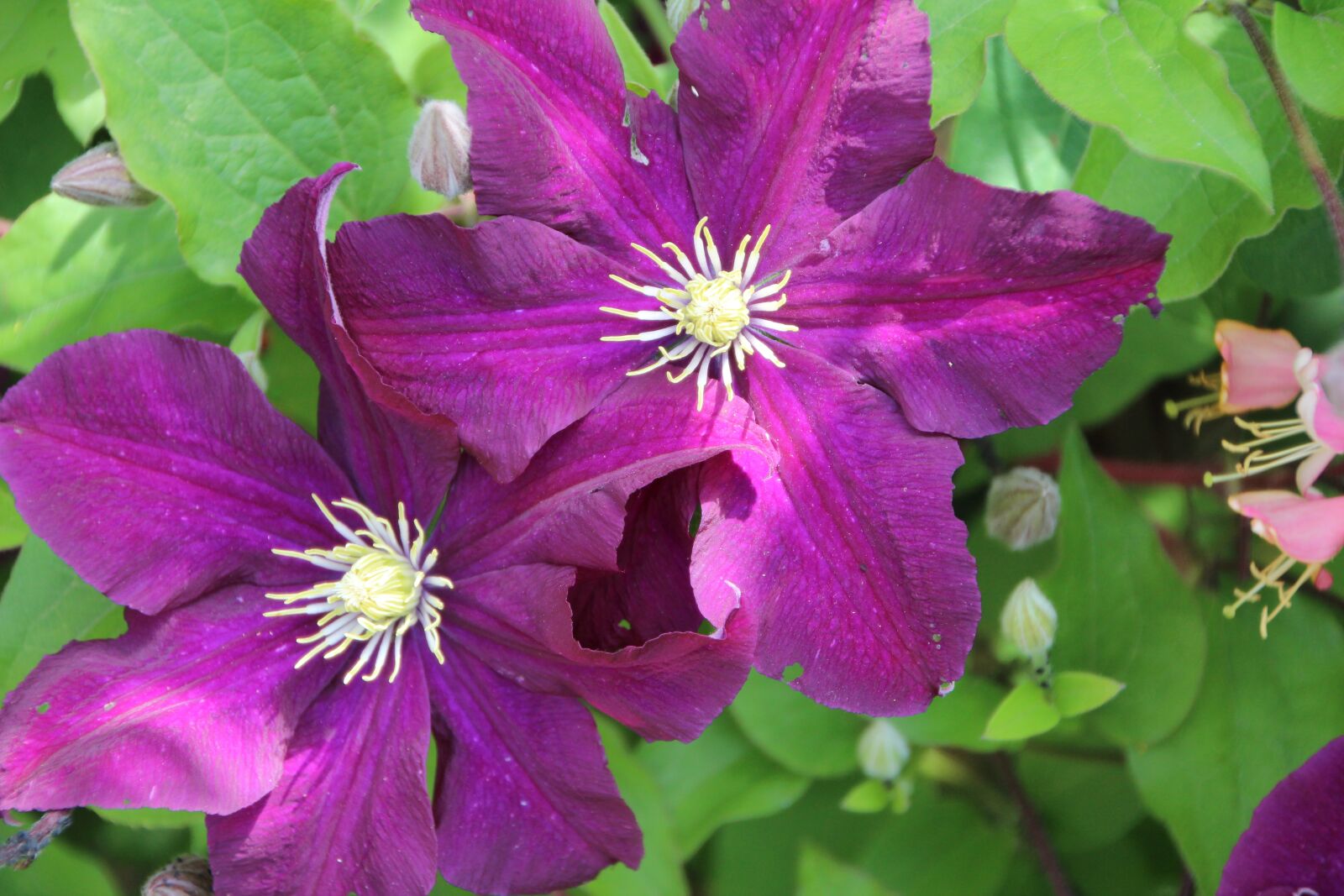 Canon EOS 600D (Rebel EOS T3i / EOS Kiss X5) sample photo. Clematis, clematis purple, creeper photography