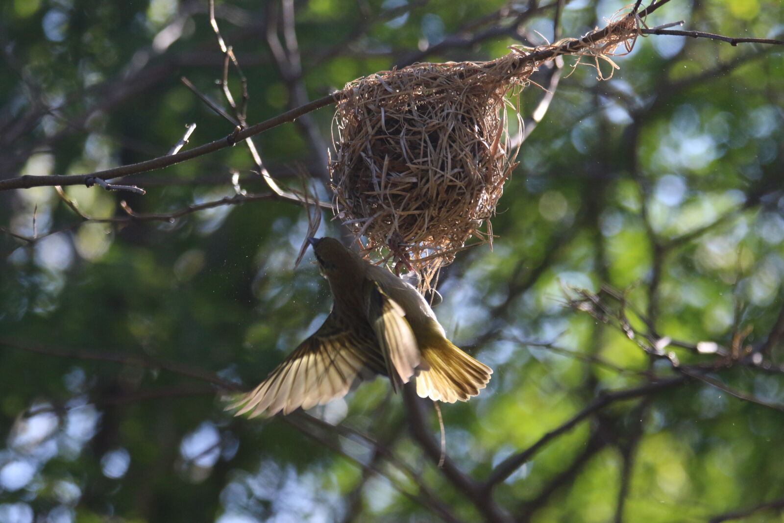 Canon EOS 7D Mark II sample photo. Animal, bird, branch, built photography