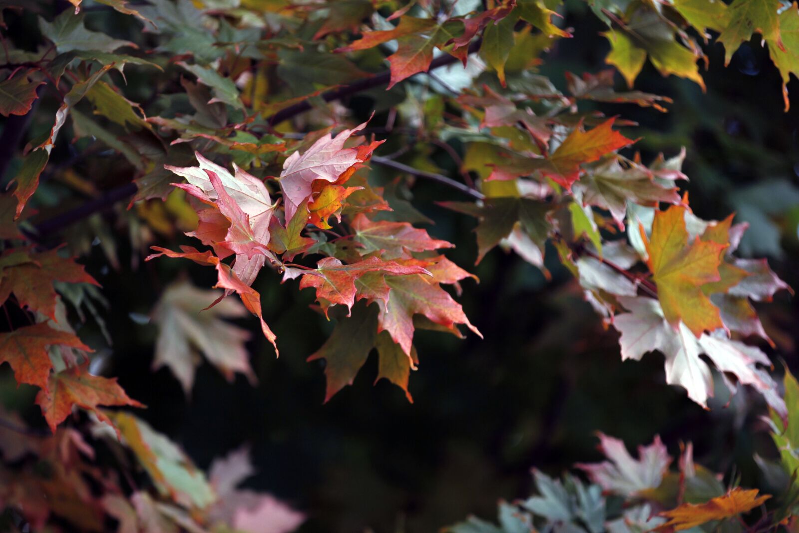 Canon EOS 60D + Canon EF 70-200mm F2.8L IS II USM sample photo. Maple, leaf, red photography