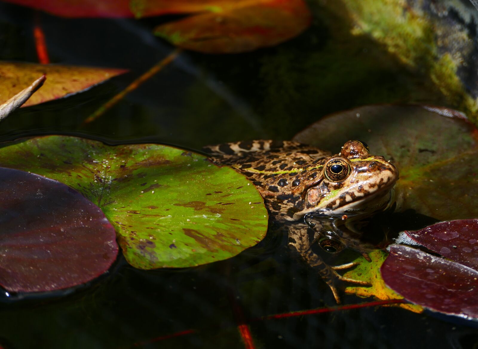 Panasonic Lumix DMC-FZ1000 sample photo. Frog, green, amphibian photography