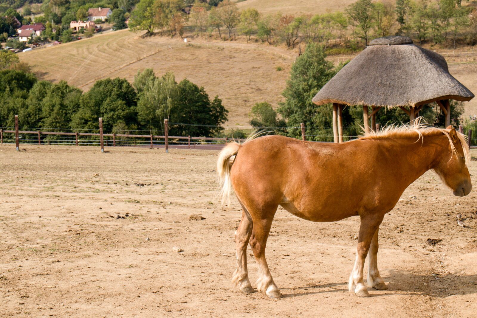 Canon EOS 200D (EOS Rebel SL2 / EOS Kiss X9) sample photo. Horse, nature, animal photography