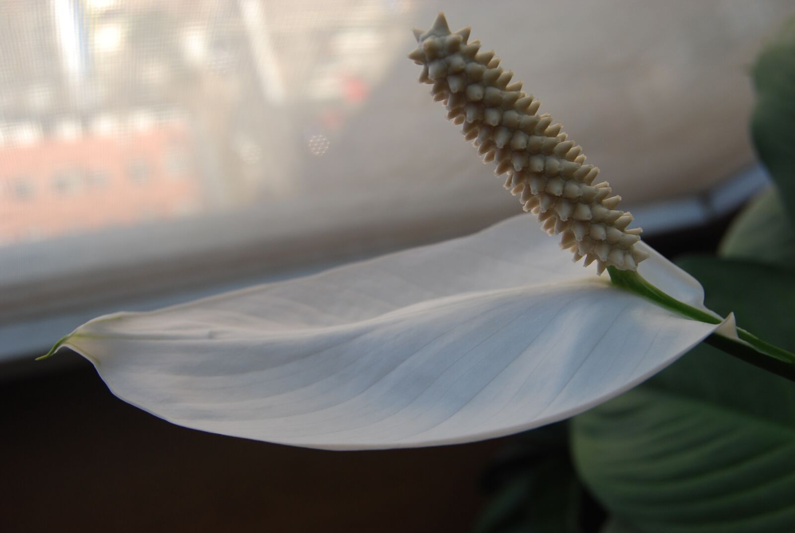 Nikon D40X sample photo. Green plants, flowering, white photography