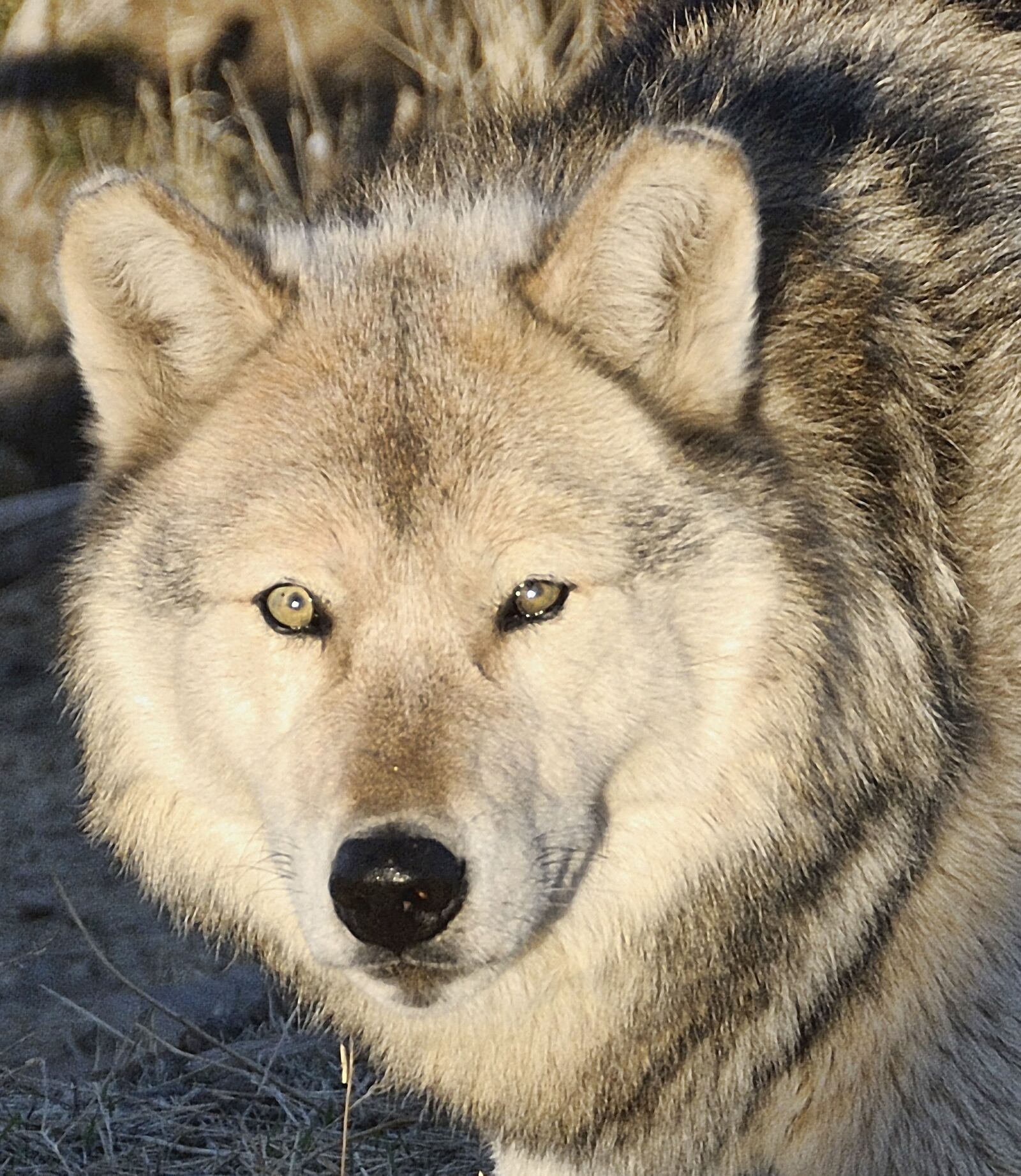 Nikon D300 sample photo. Wolf, wolves, predator photography