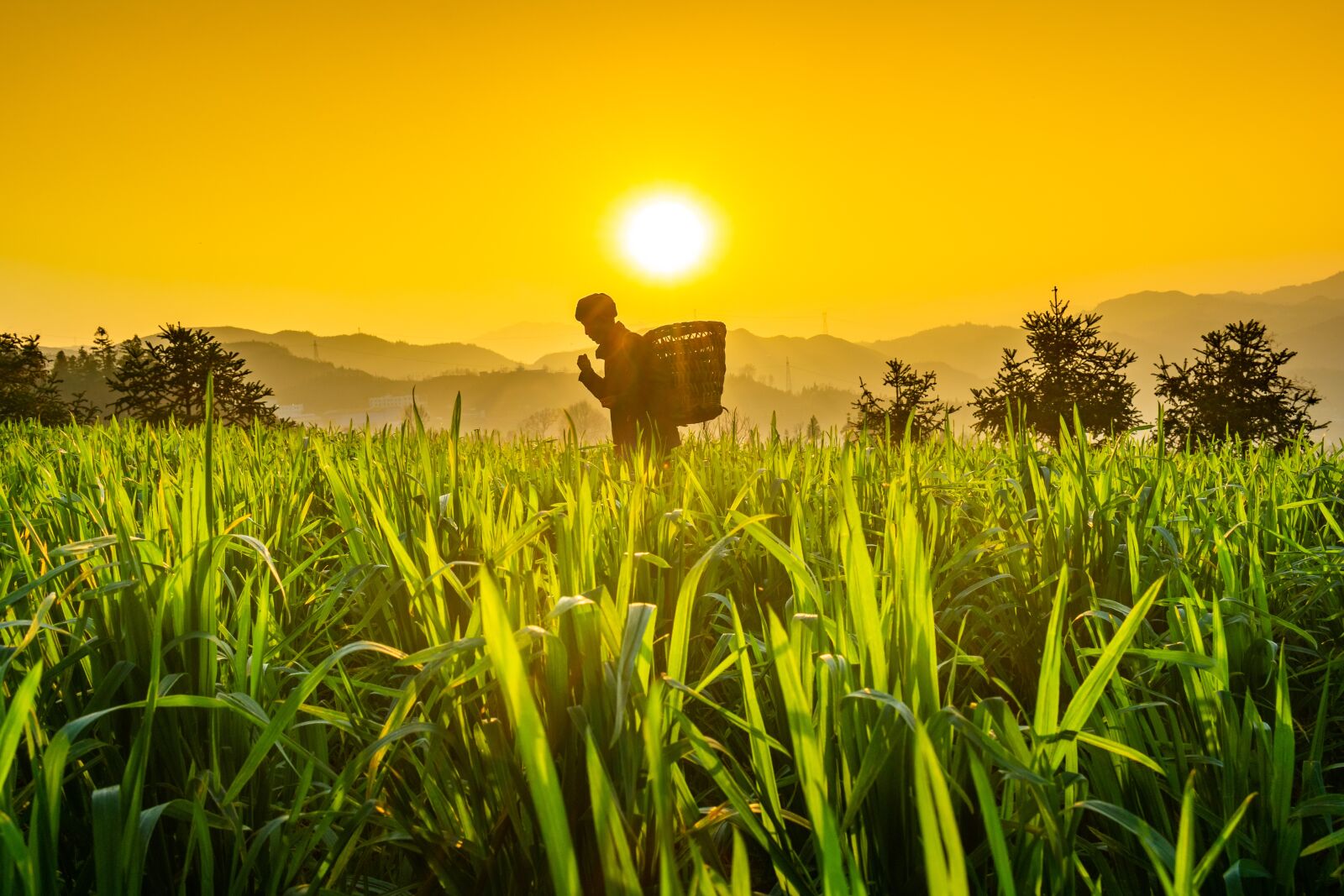 Nikon D3400 sample photo. Green leaf, wheat, sunset photography
