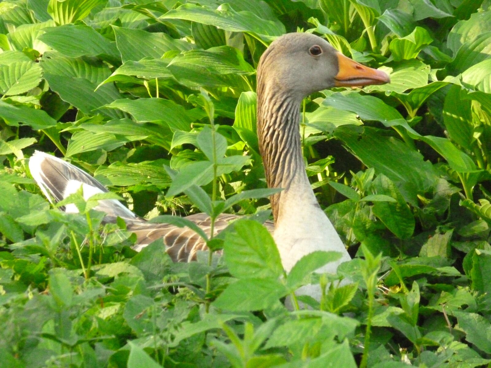 Panasonic DMC-FS37 sample photo. Greylag goose, duck bird photography