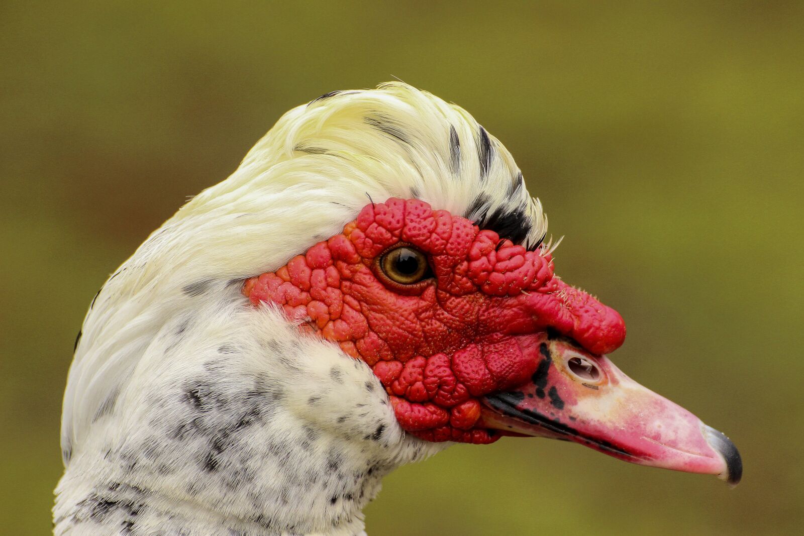 Canon EOS 600D (Rebel EOS T3i / EOS Kiss X5) sample photo. Duck, creole, ave photography