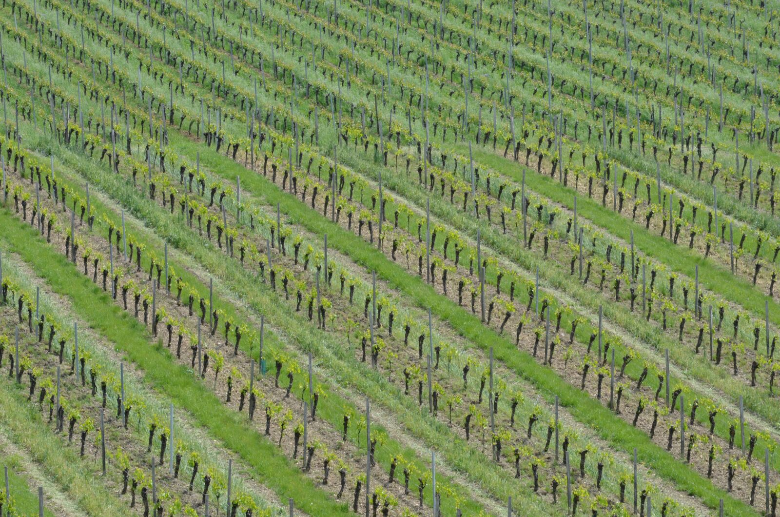Nikon D5100 sample photo. Vineyard, vines, spring photography
