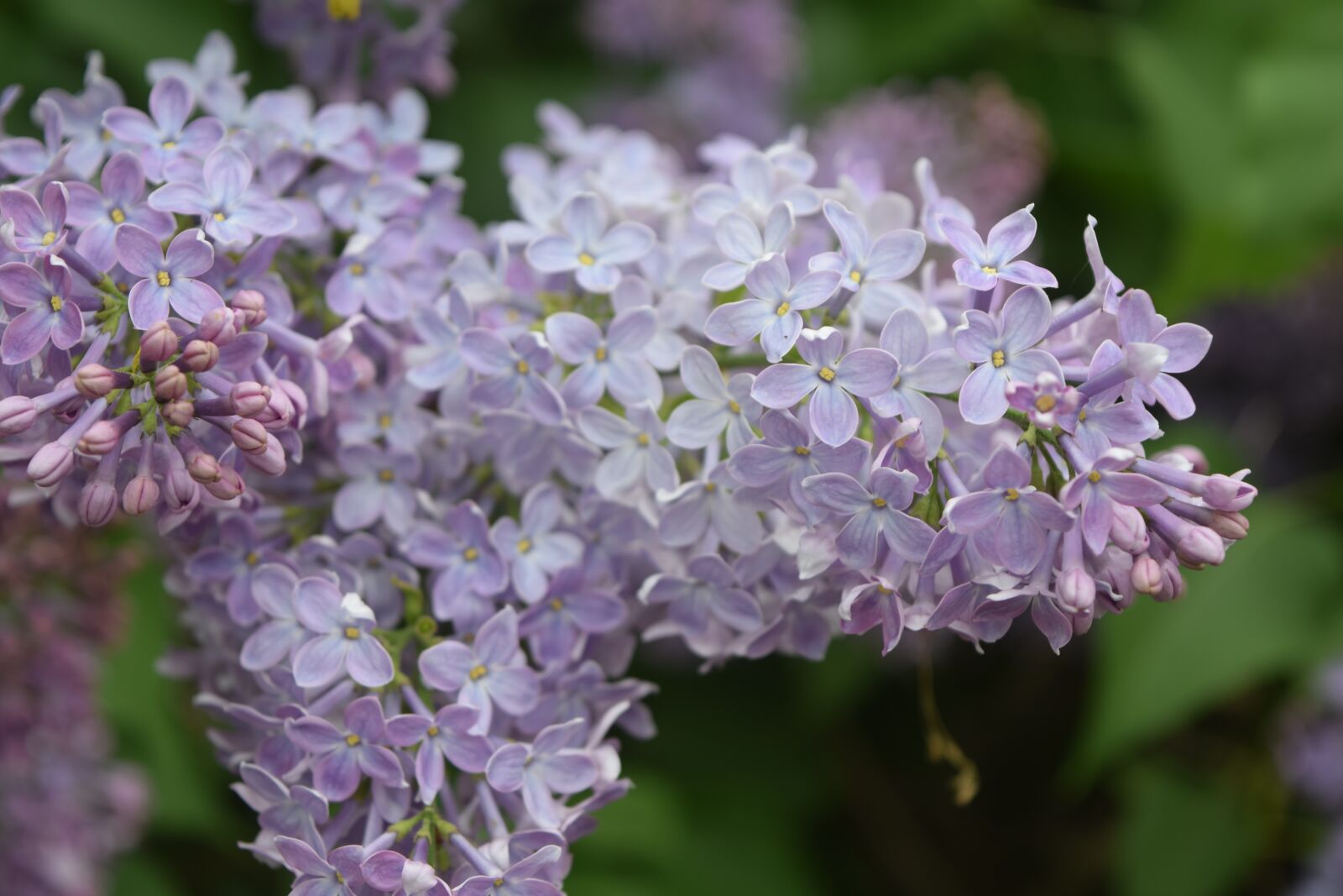 Nikon D3300 sample photo. Flowers, flower, purple photography