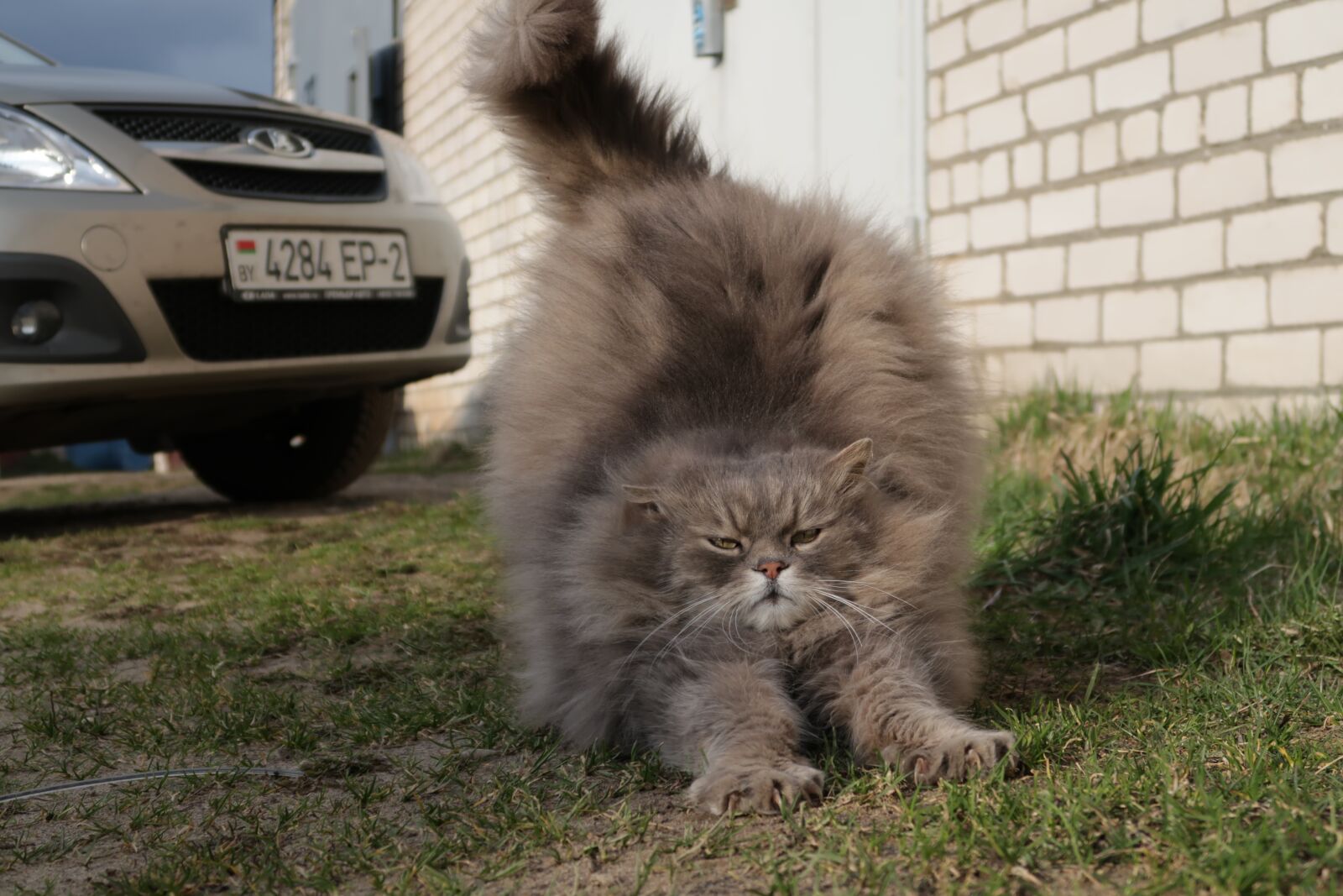 Canon PowerShot G7 X Mark II sample photo. Cat, animal, kitty photography