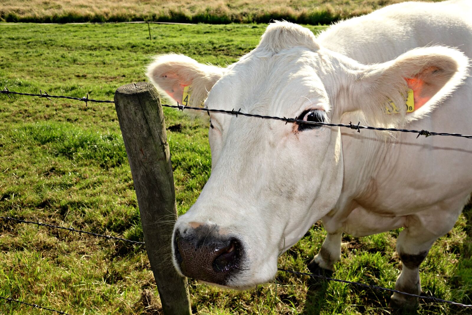 Sony Cyber-shot DSC-RX100 sample photo. Cow, cattle, livestock photography