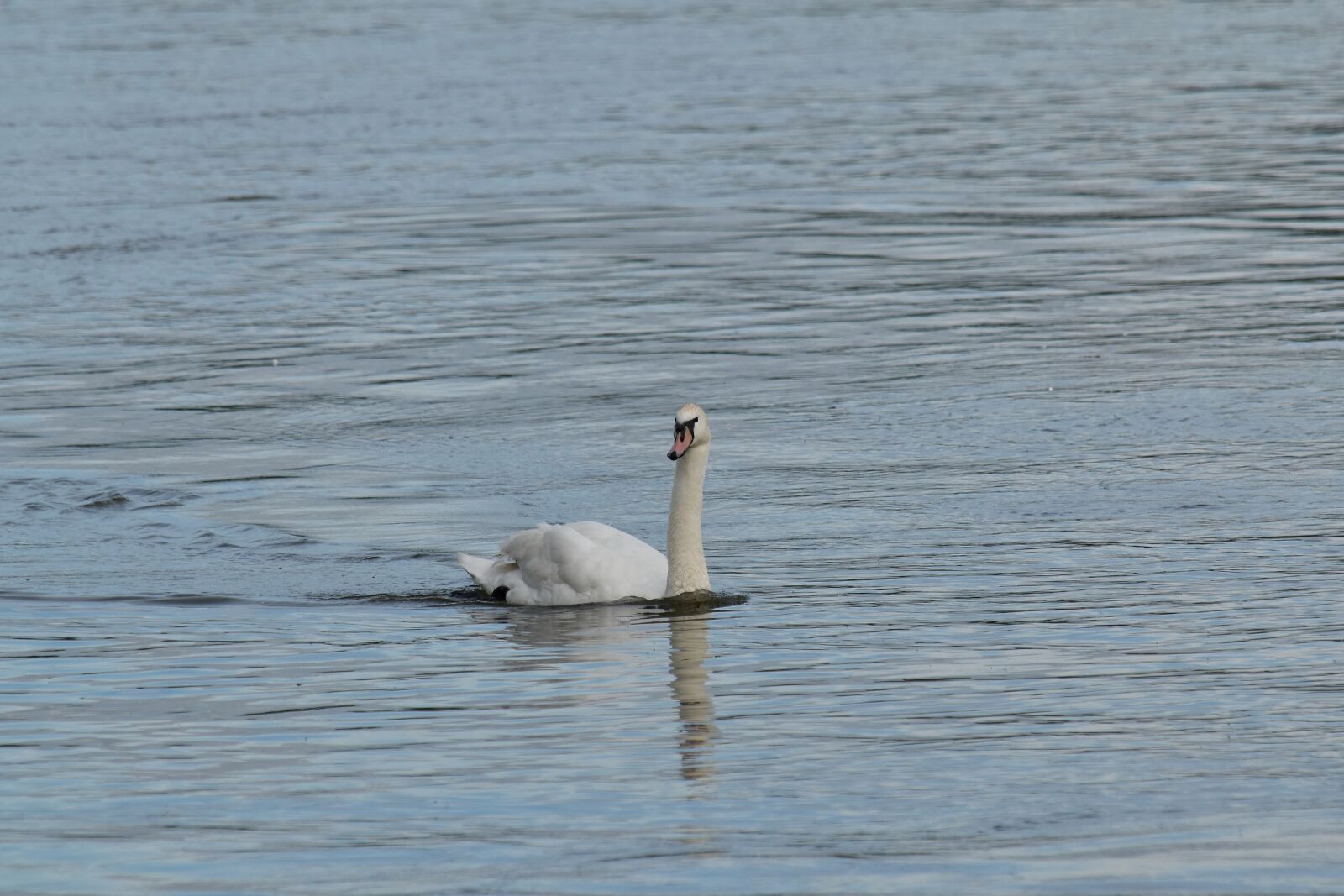 Nikon D5500 sample photo. Alone, dusk, swan, swimming photography