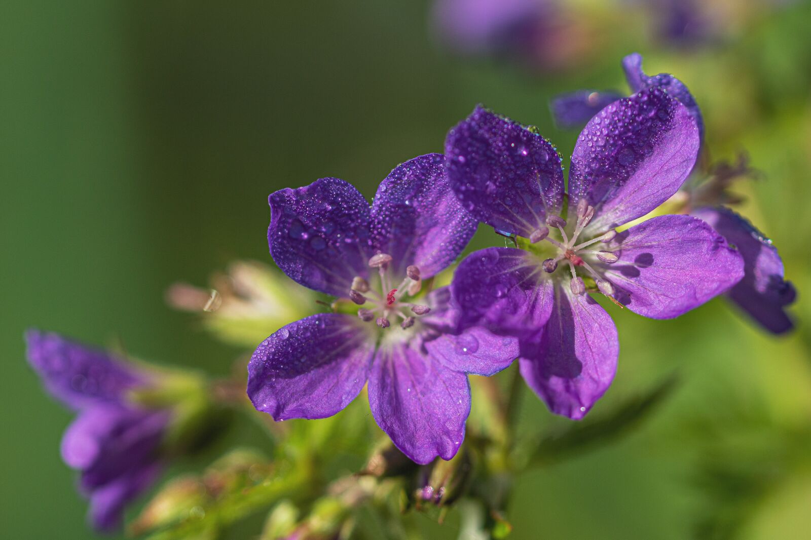 Canon EOS 750D (EOS Rebel T6i / EOS Kiss X8i) sample photo. Cranesbill, flower, drip photography