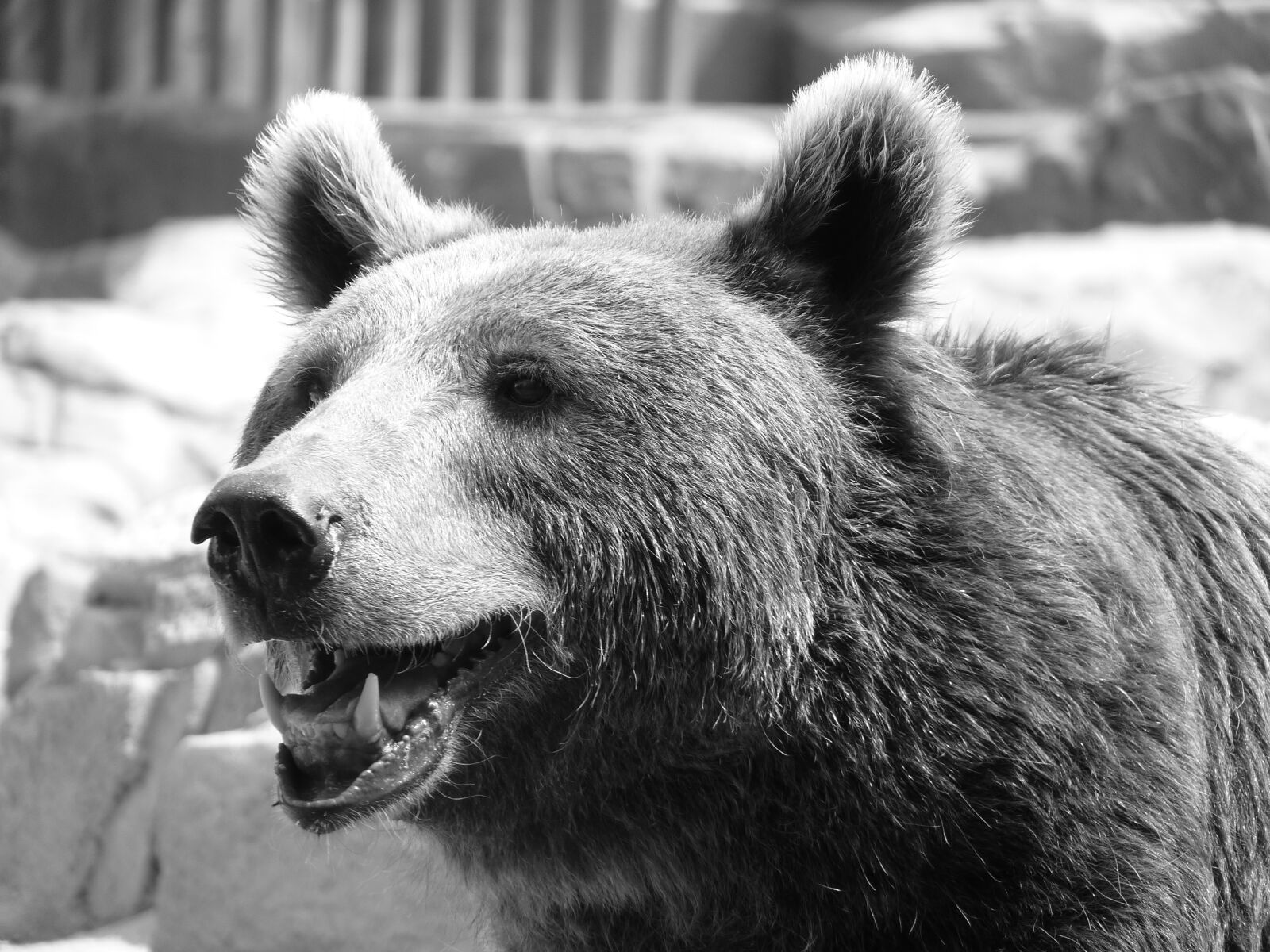 Panasonic Lumix DMC-FZ35 (Lumix DMC-FZ38) sample photo. Bear, starring, fur photography