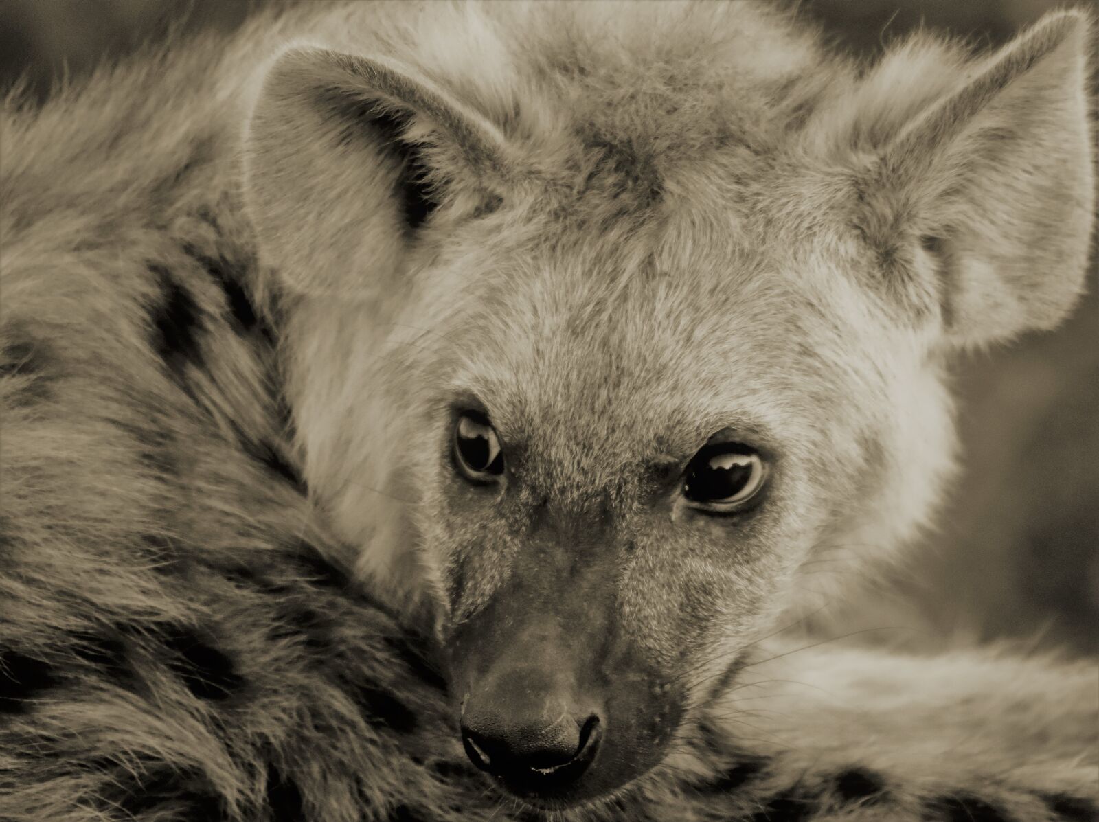 Canon EOS 1300D (EOS Rebel T6 / EOS Kiss X80) sample photo. Hyena cub, fear, afraid photography