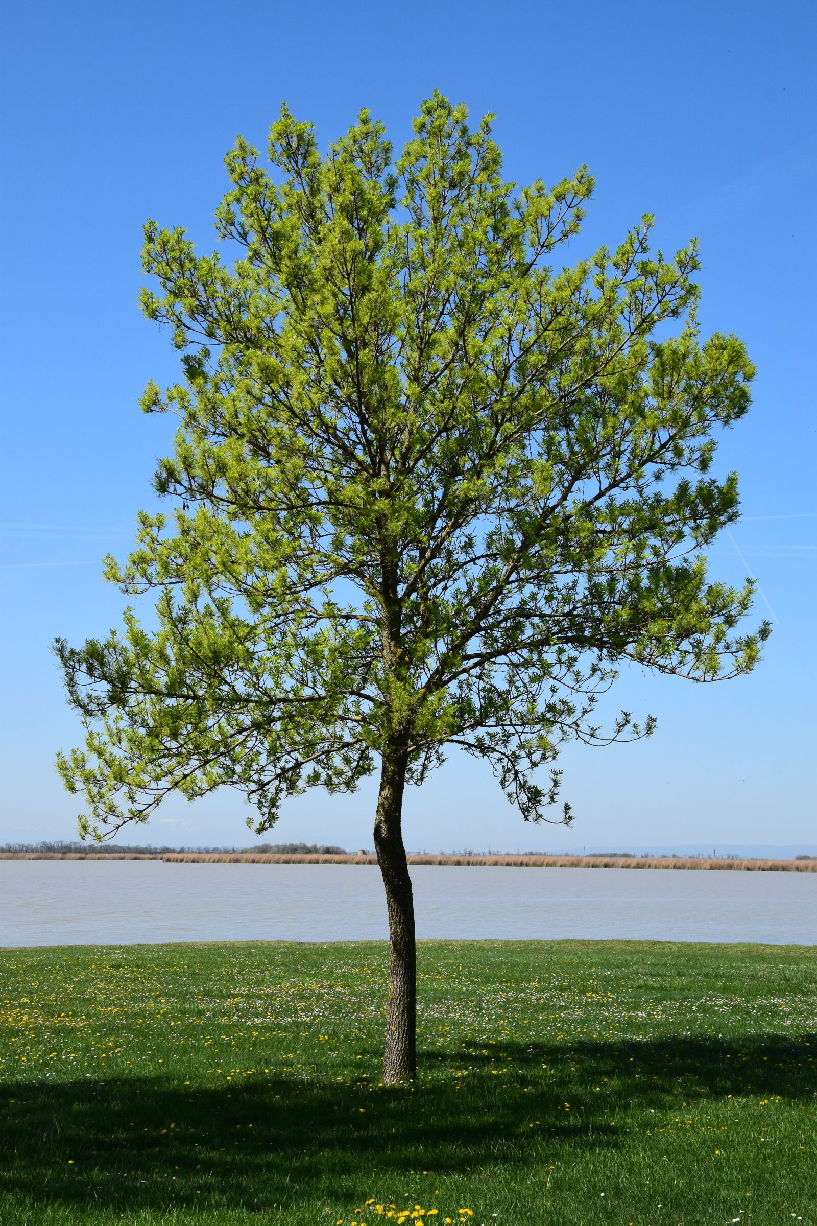 Nikon D3300 sample photo. Single tree on the photography