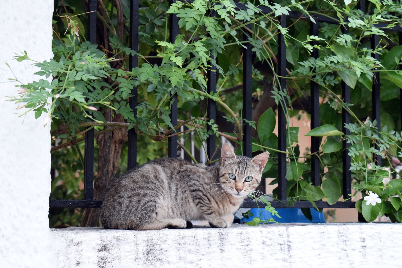Nikon D3300 sample photo. Garden, nature, flora photography