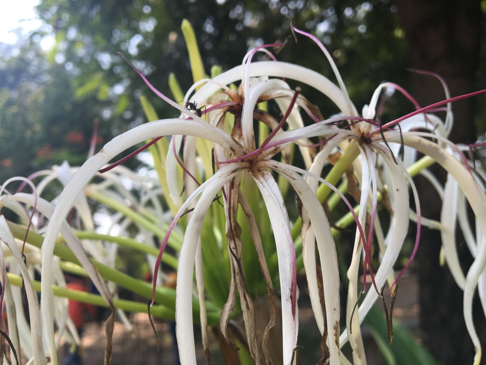 Apple iPhone 6s sample photo