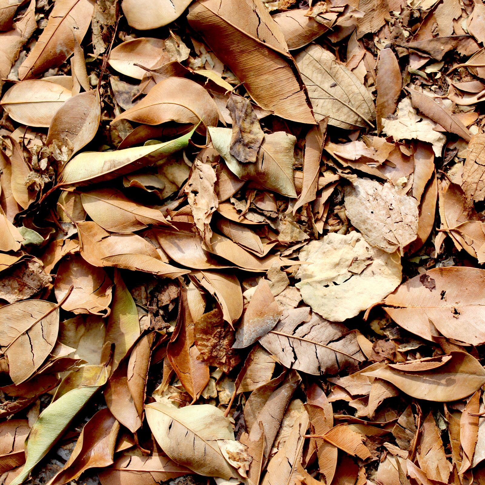 Canon EOS 650D (EOS Rebel T4i / EOS Kiss X6i) sample photo. Background leaf, autumn, foliage photography
