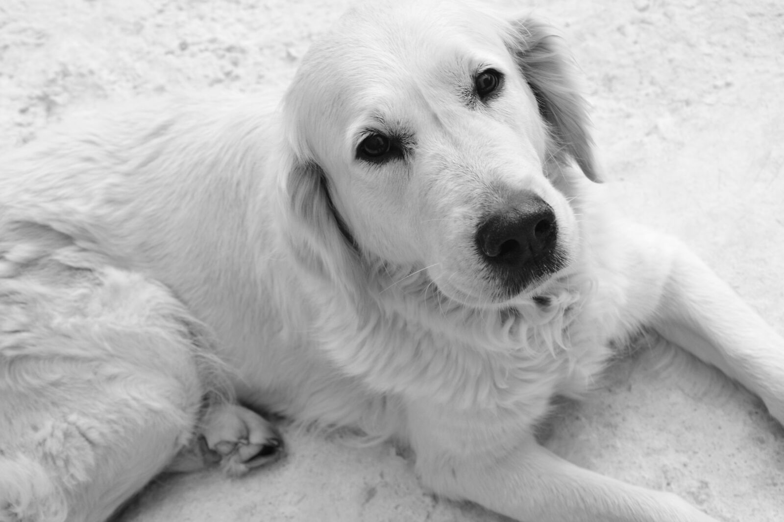 Nikon D5200 sample photo. Dog, bitch, photo black photography