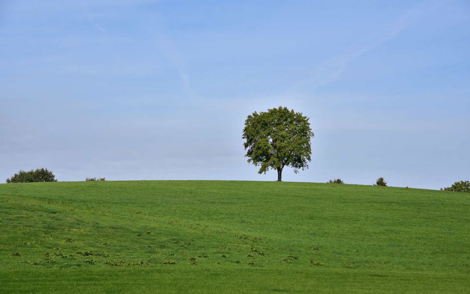 Nikon D750 sample photo. Tree, horizon, sky photography
