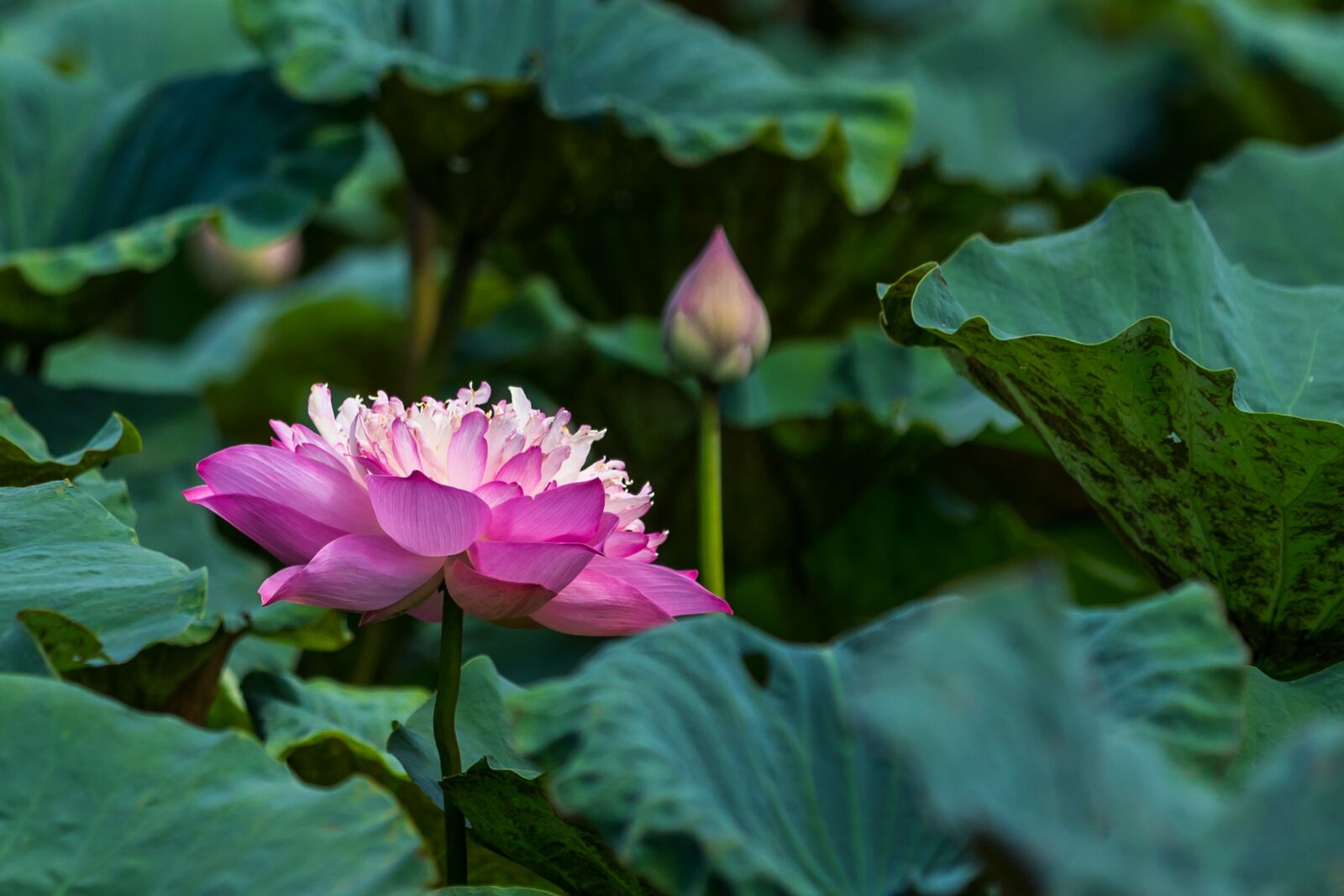 Canon EOS 5D Mark IV sample photo. Lotus flowers, lotus, beautiful photography