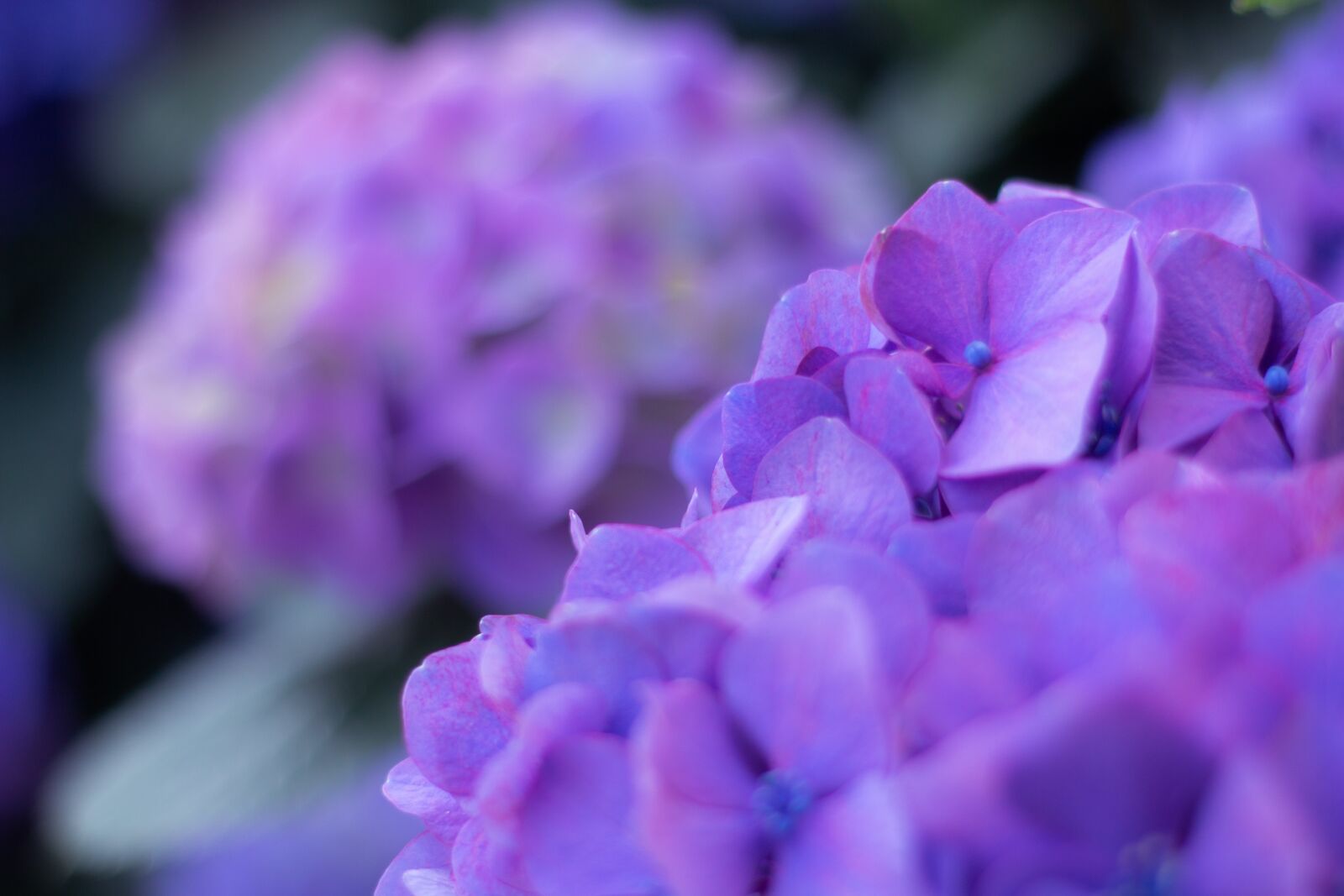 Canon EOS 650D (EOS Rebel T4i / EOS Kiss X6i) + Canon EF 50mm F1.8 II sample photo. Hydrangea, purple, flower photography