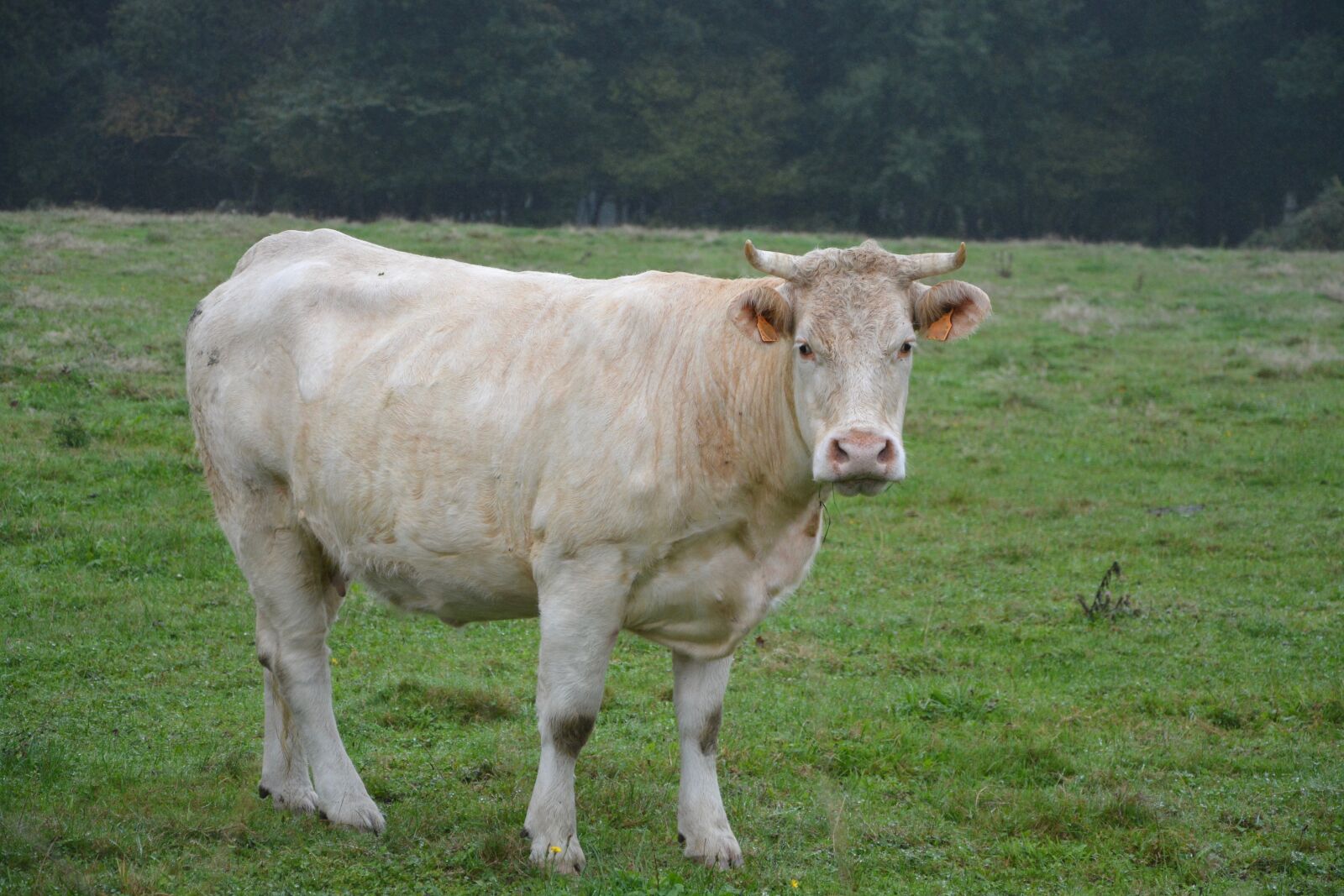 Nikon D5200 sample photo. Cow, cowhide, color white photography