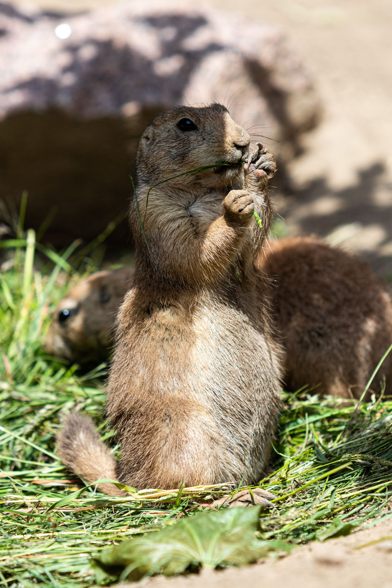 Canon EF 70-200mm F2.8L USM sample photo. Ground squirrel, animal, zoo photography