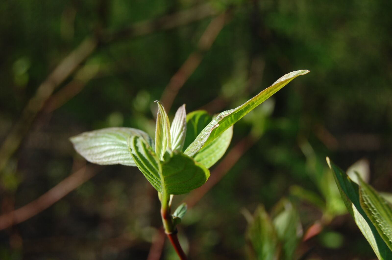 Nikon D40 sample photo. Plant, nature, leaf photography